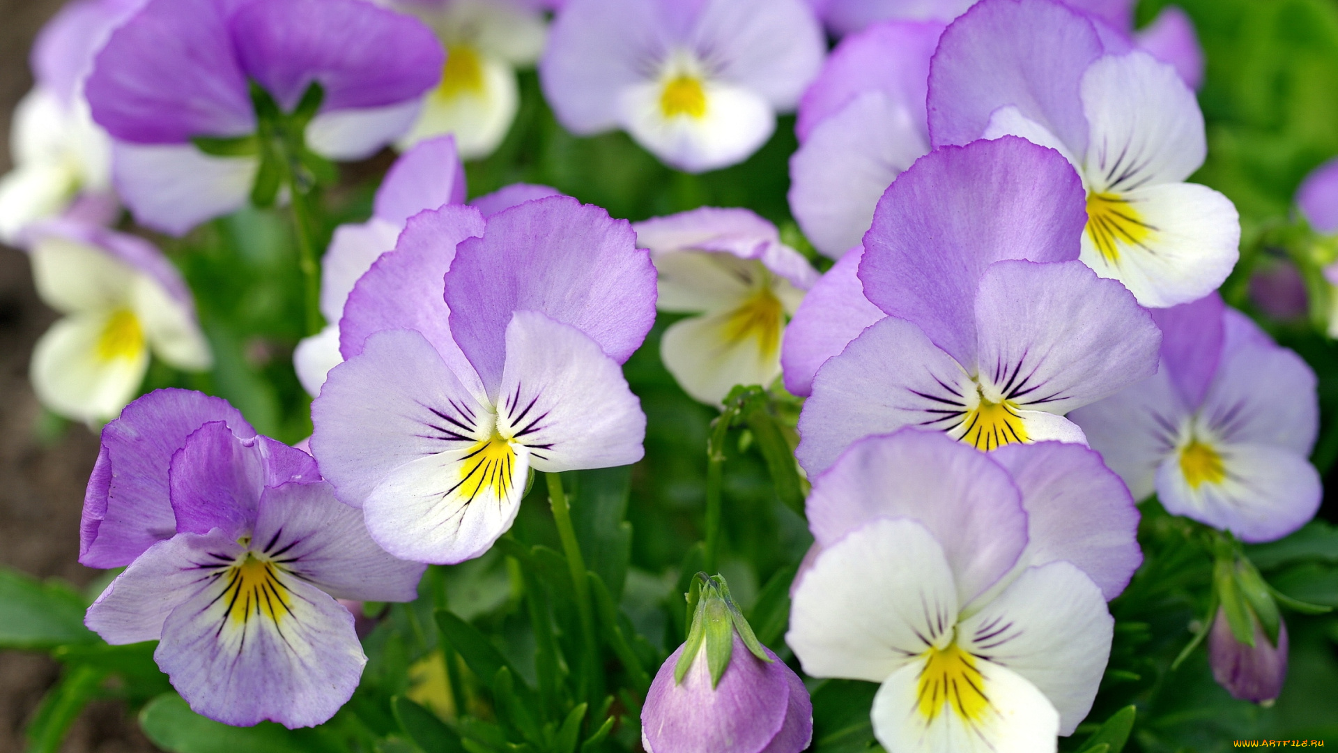 цветы, анютины, глазки, , садовые, фиалки, сиреневый