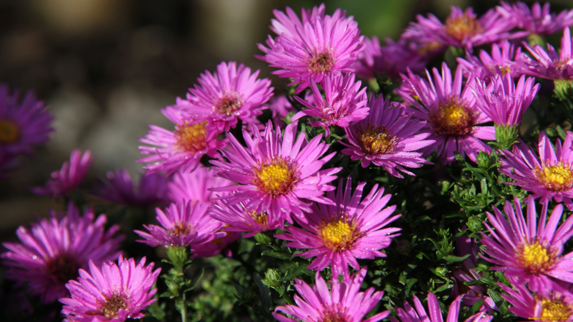 цветы, астры, татарская, астра