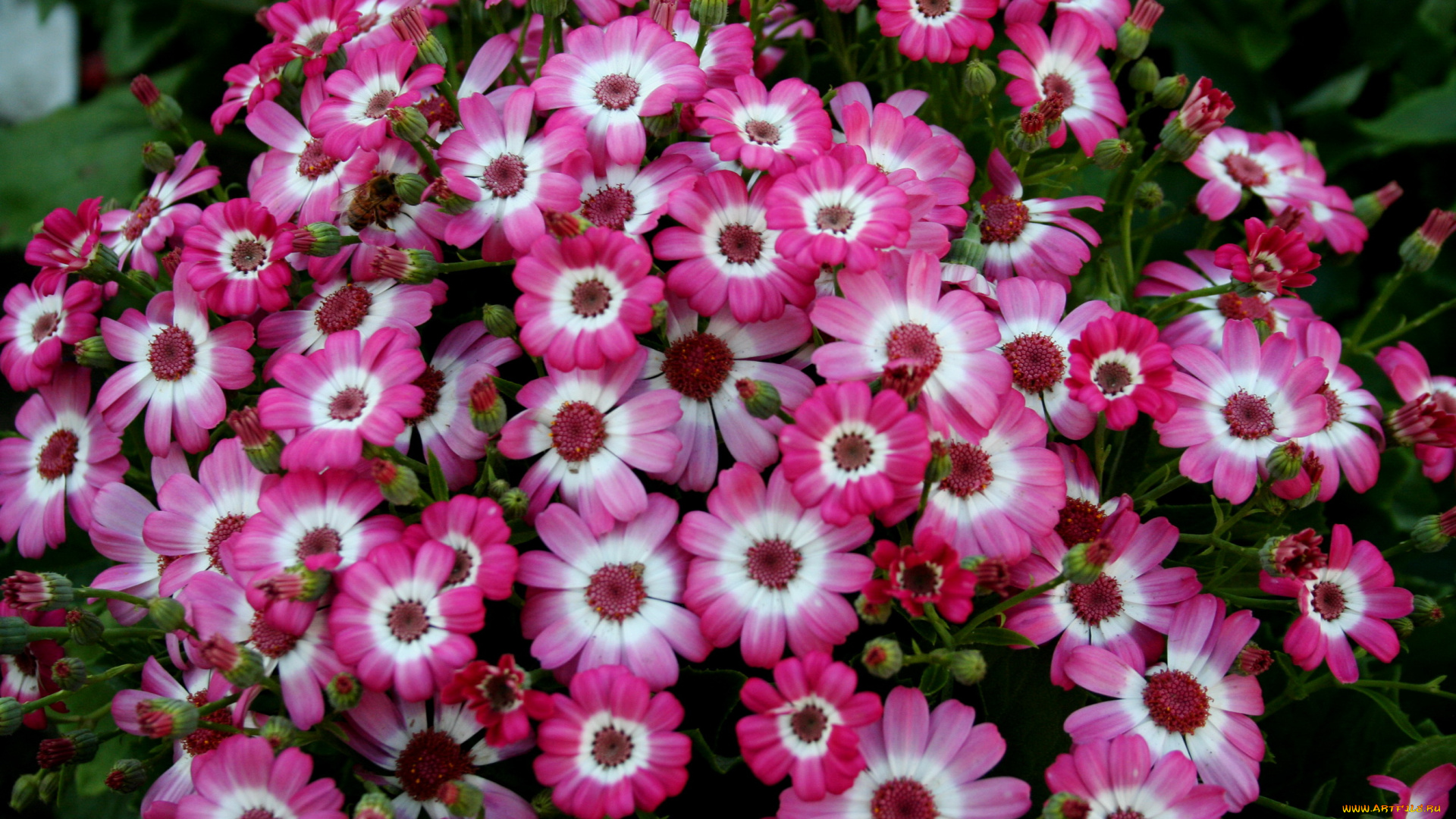 цветы, цинерария, cineraria, африканская, астра