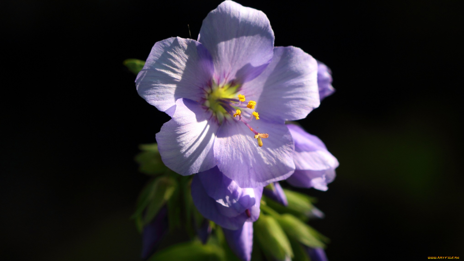 цветы, цветок