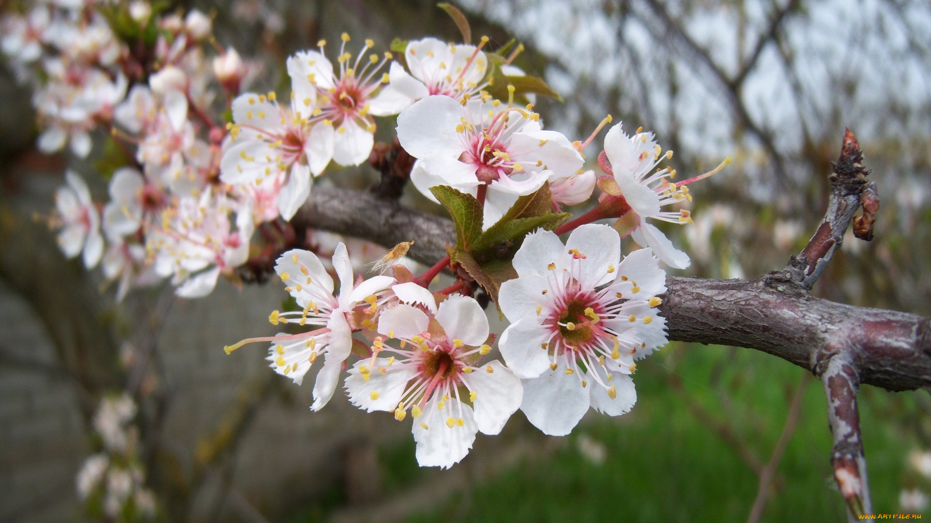цветы, цветущие, деревья, , , кустарники, алыча, красная, весна