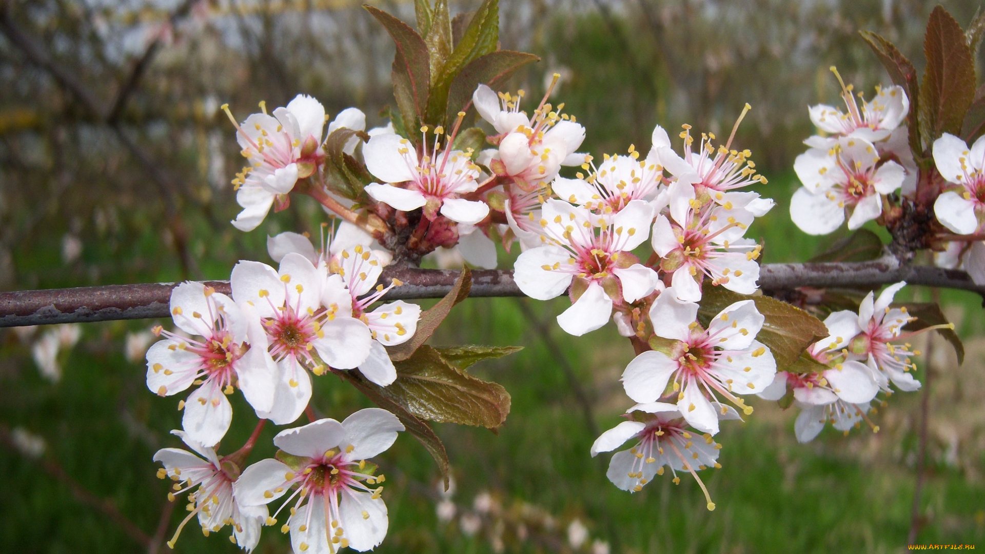 цветы, цветущие, деревья, , , кустарники, алыча, красная, весна