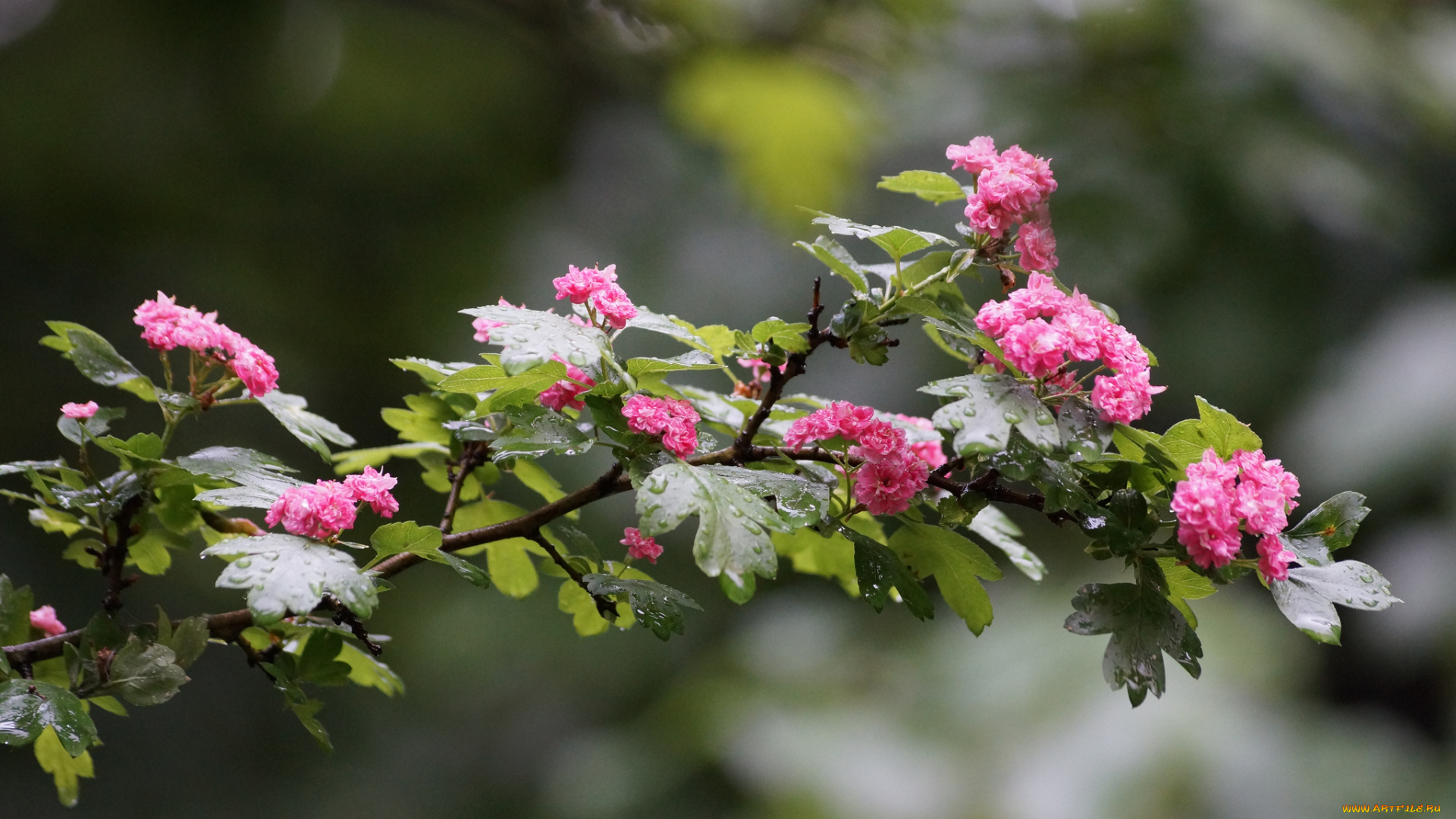 цветы, цветущие, деревья, , , кустарники, листья, ветка, цветки, роса