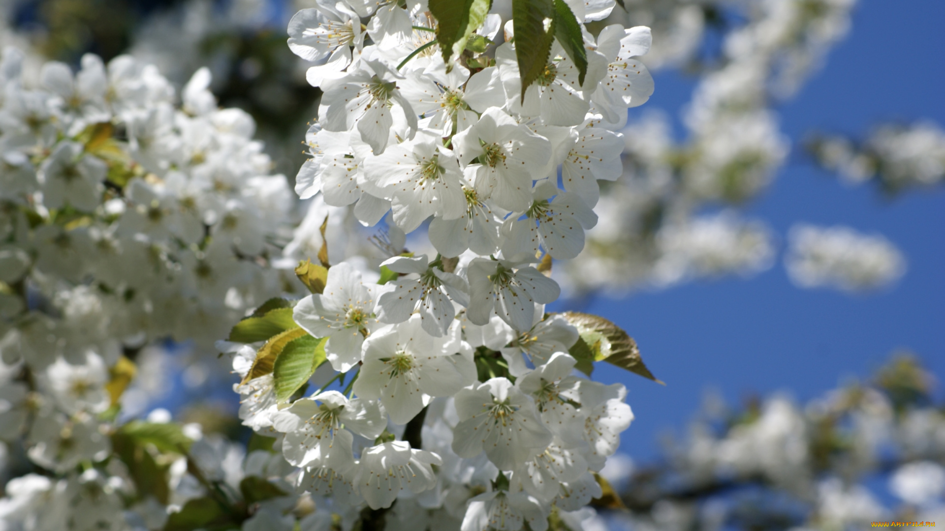 цветы, цветущие, деревья, , , кустарники, весна