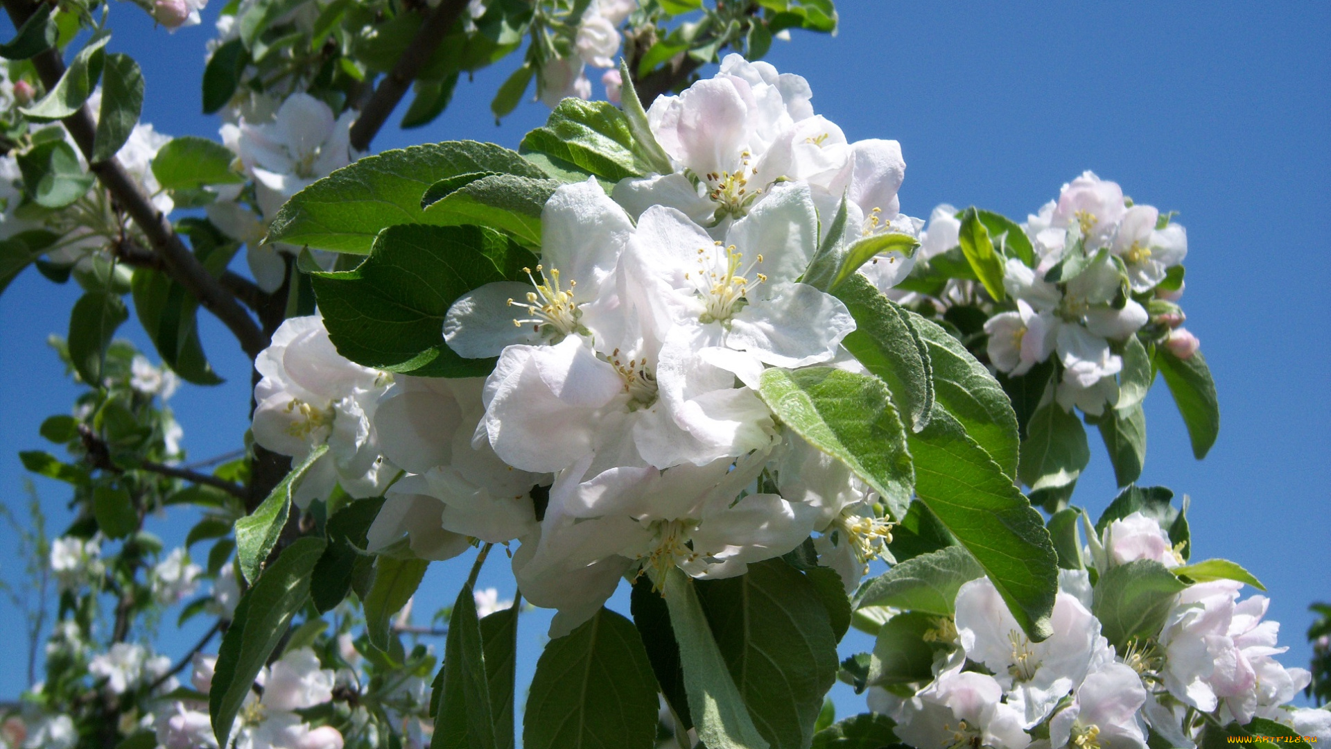 цветы, цветущие, деревья, , , кустарники, яблоня, небо, весна