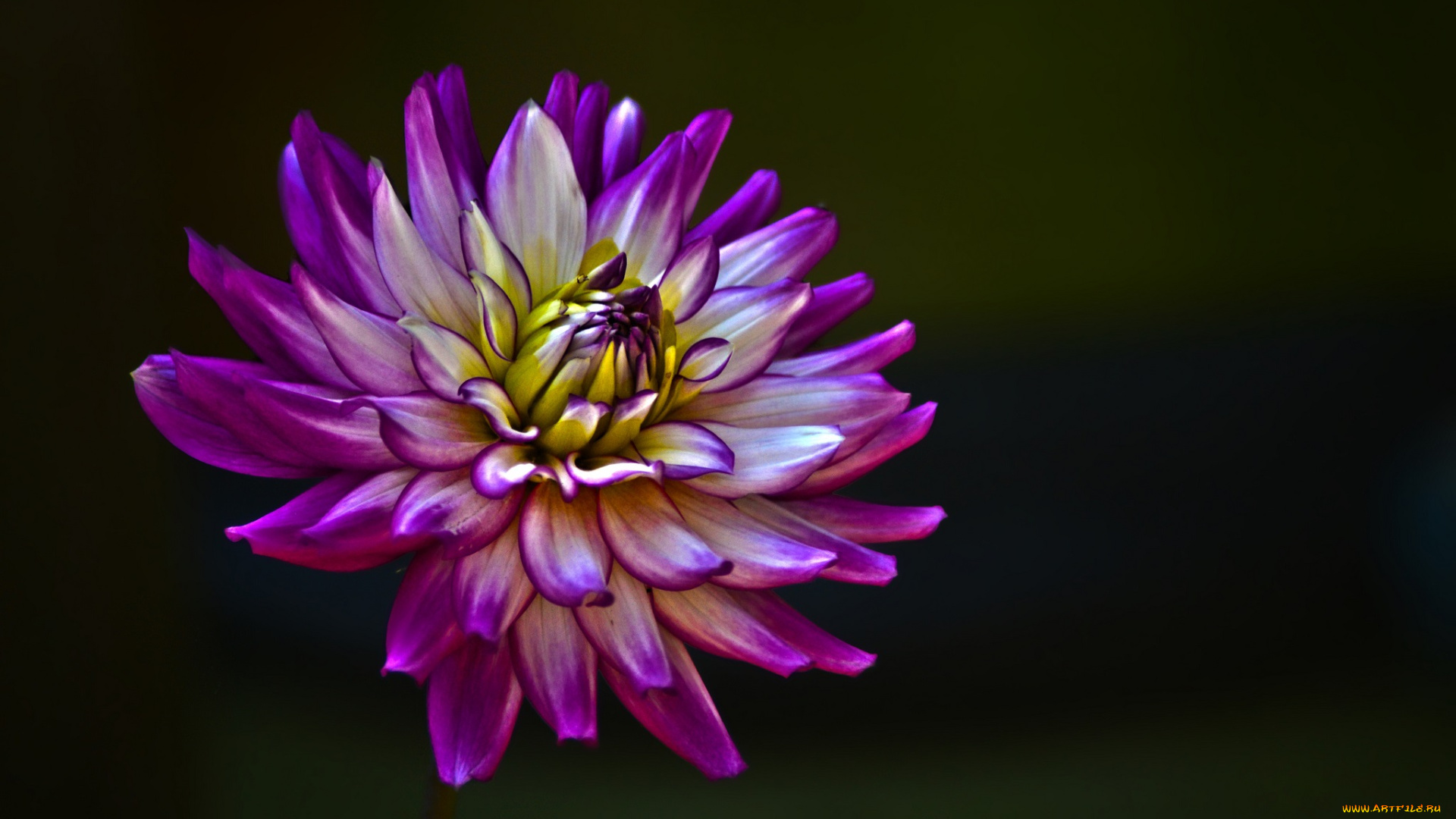 цветы, георгины, лепестки, цветок