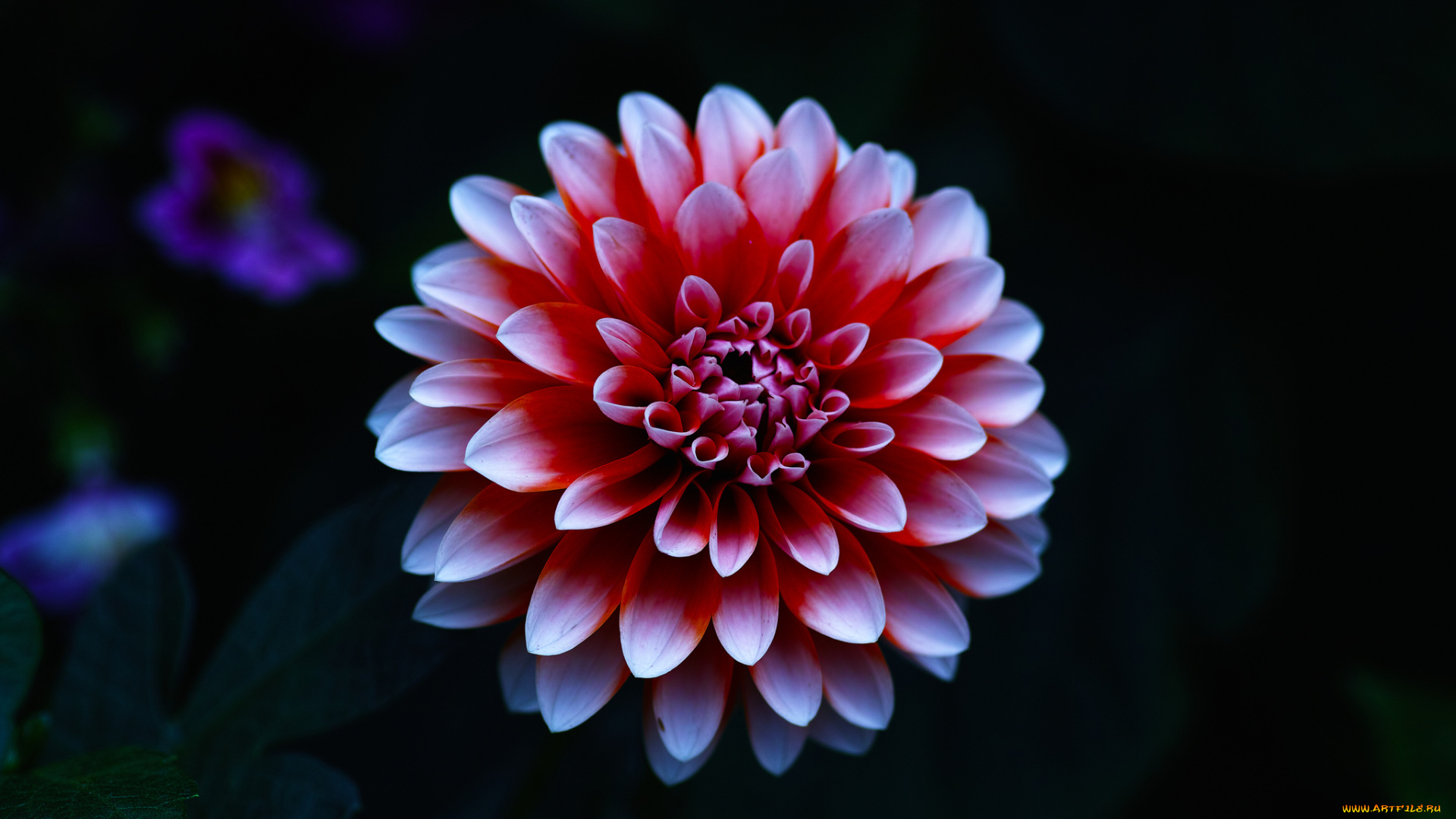 цветы, георгины, лепестки, цветок