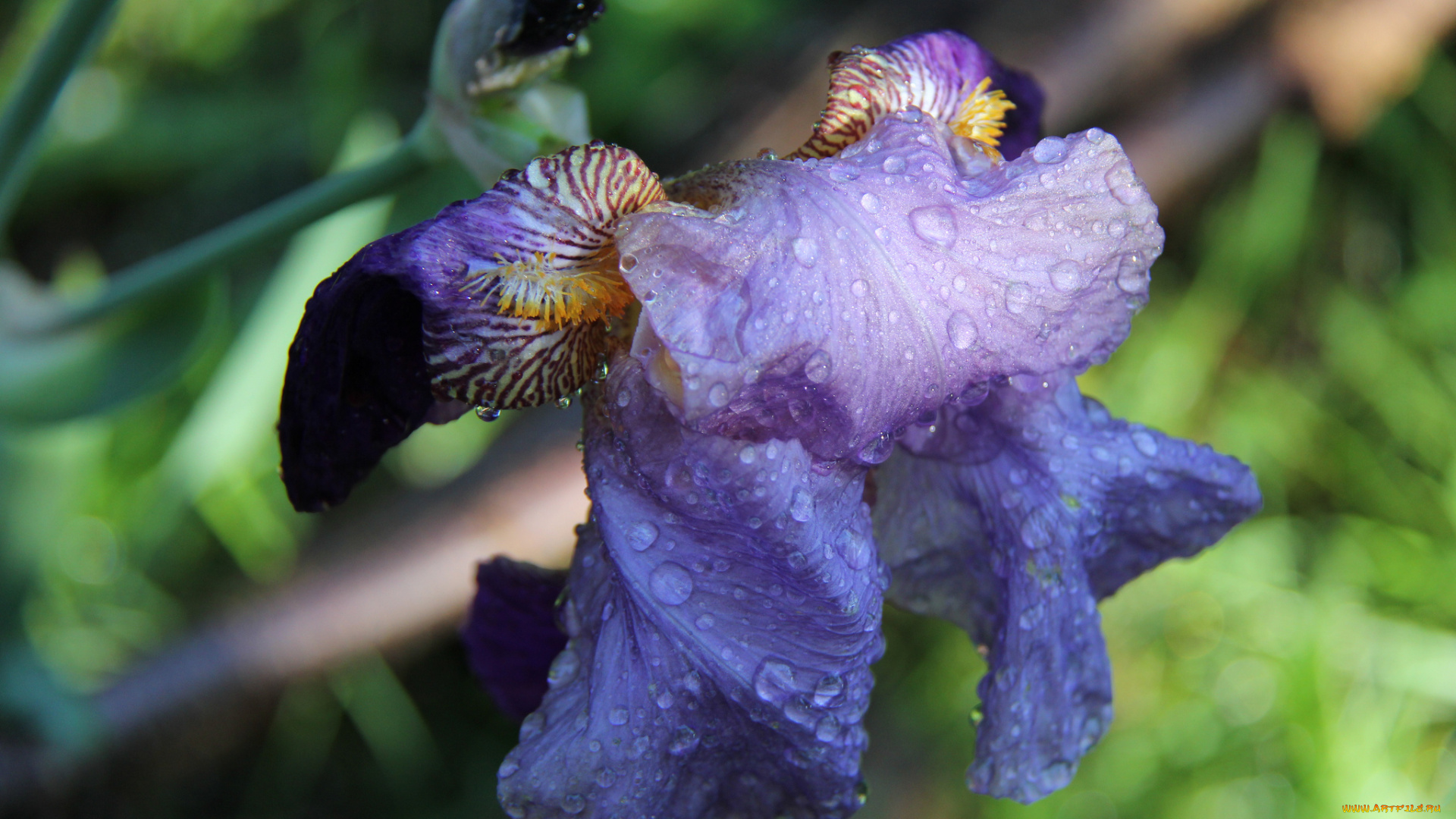 цветы, ирисы, лепестки, цветок