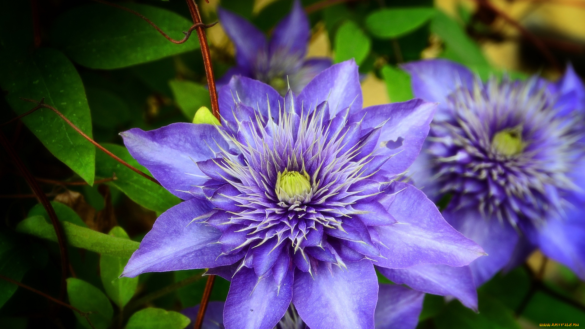 цветы, клематис, , ломонос, фиолетовый