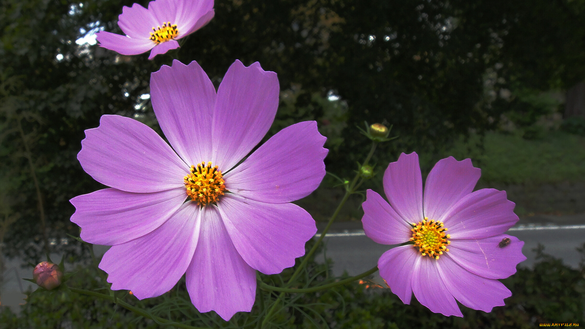 цветы, космея, лепестки