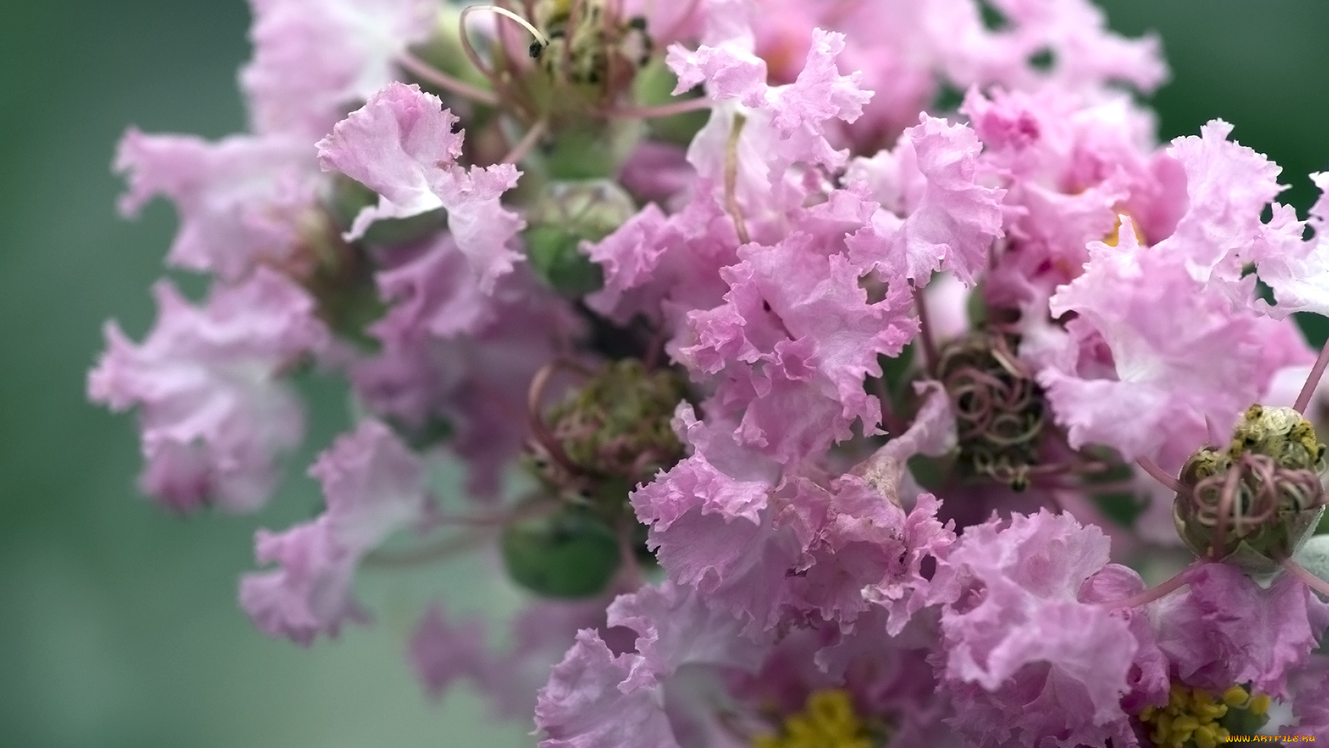 цветы, лагерстрёмия, индийская, сирень