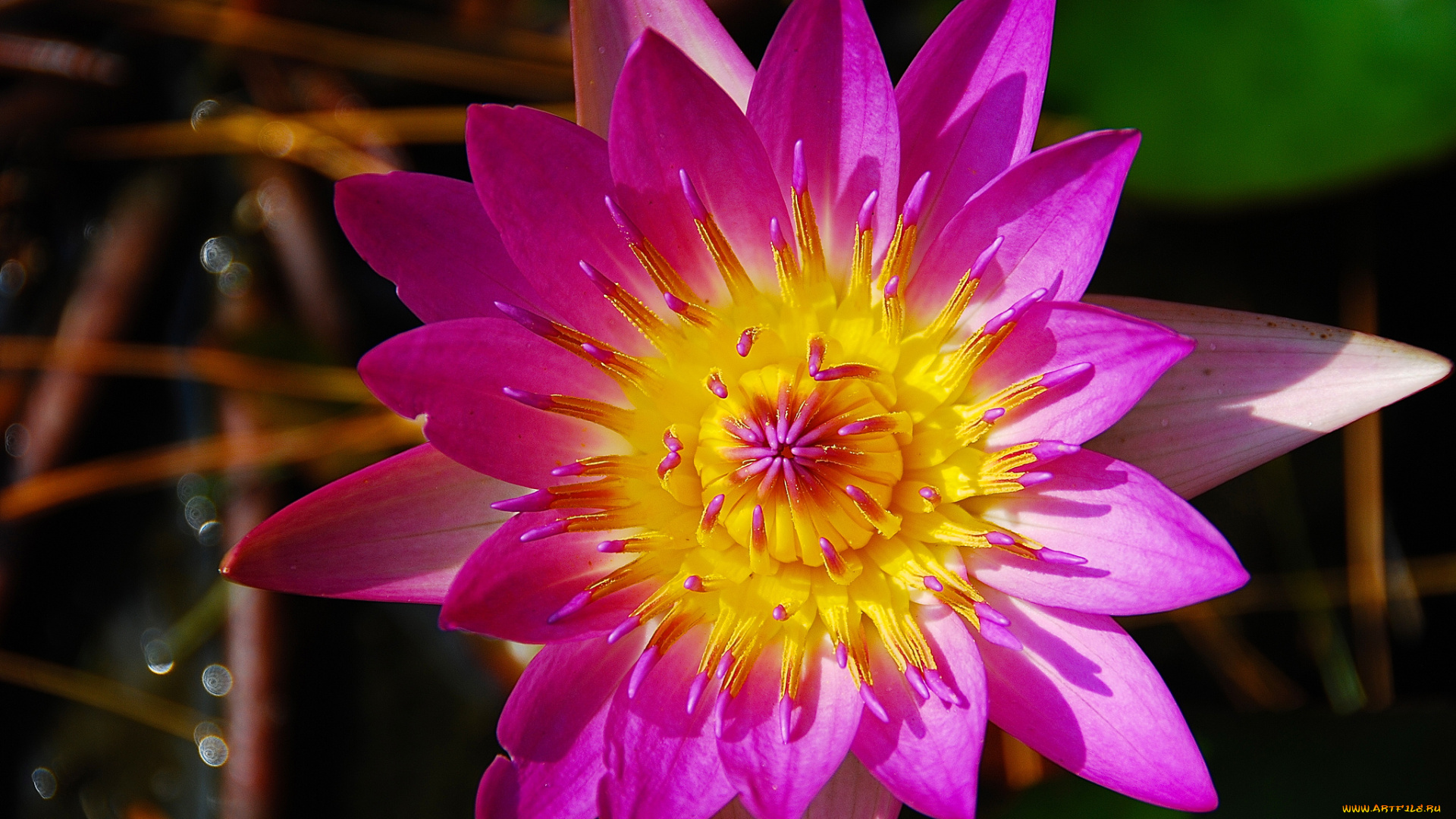 цветы, лилии, водяные, , нимфеи, , кувшинки, лепестки, цветок