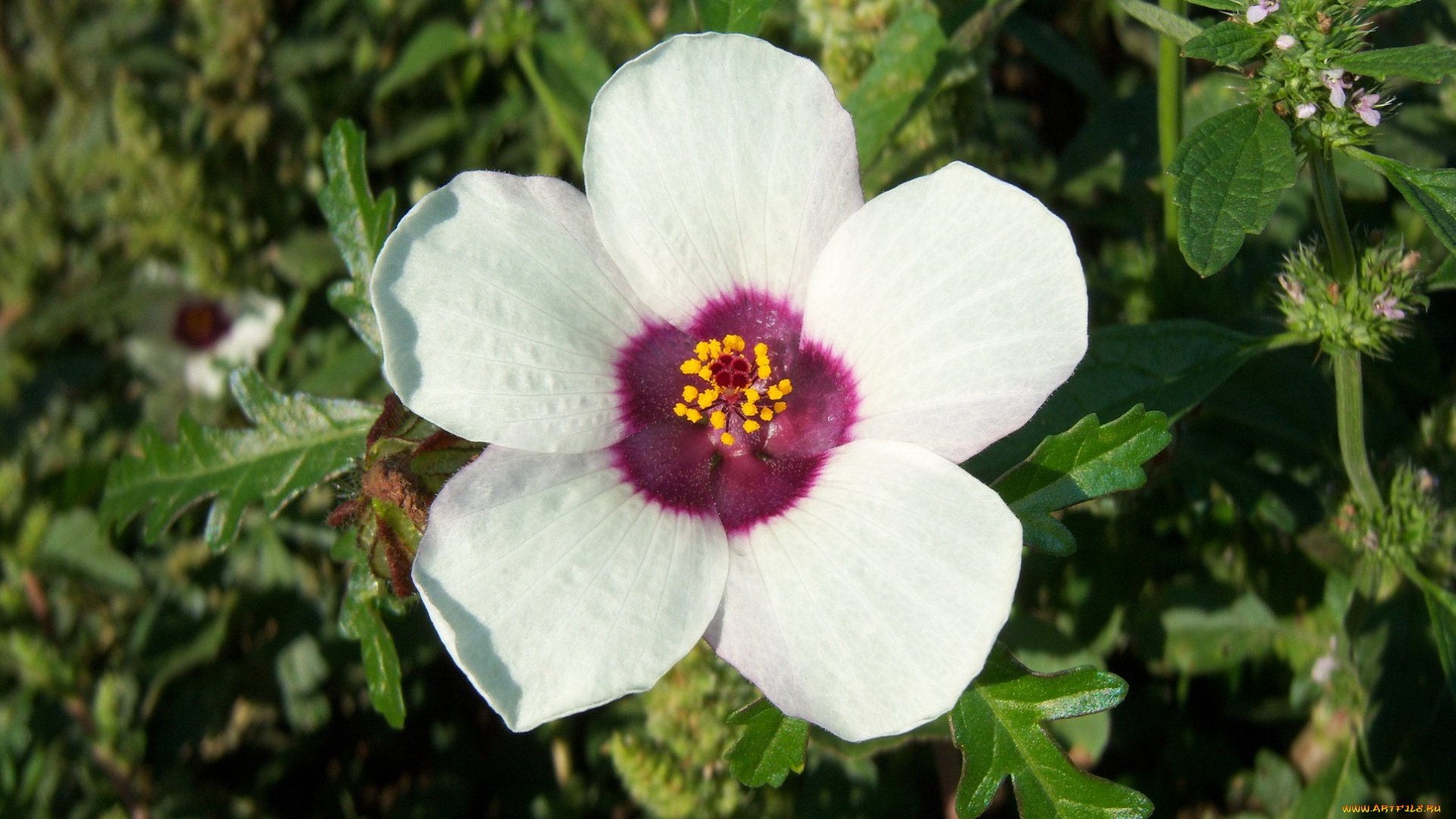 цветы, луговые, , полевые, , цветы, бледно-желтый, один