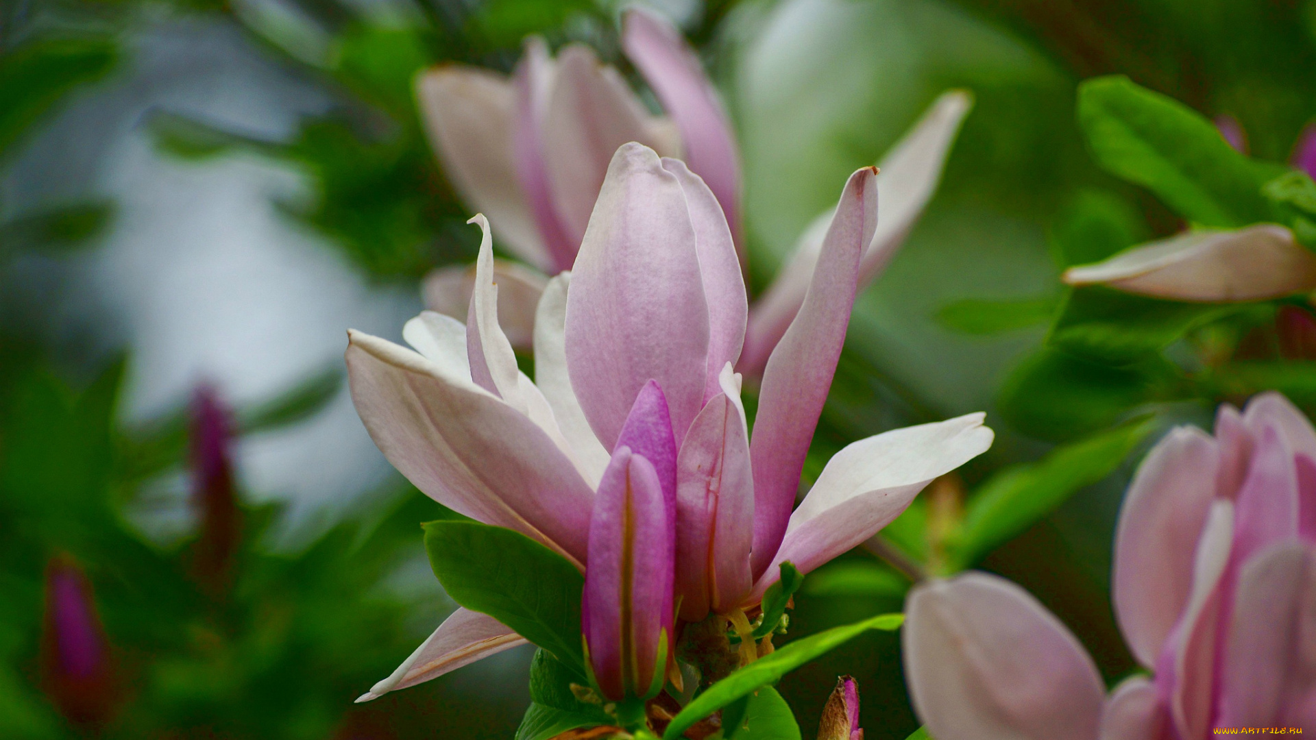 цветы, магнолии, цветок, листья, дерево