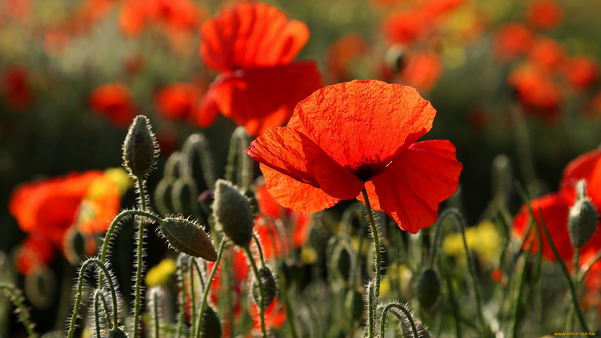 цветы, маки, красный