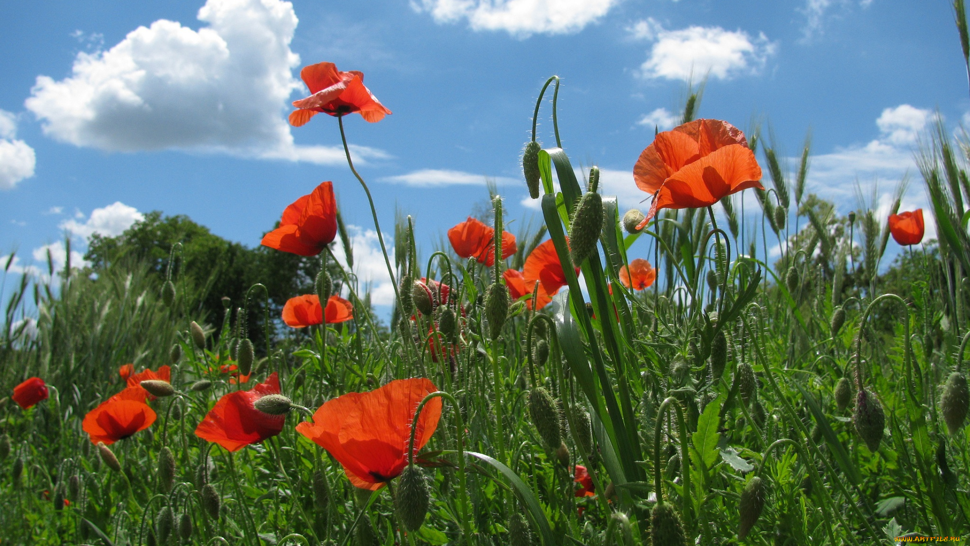 цветы, маки, поле