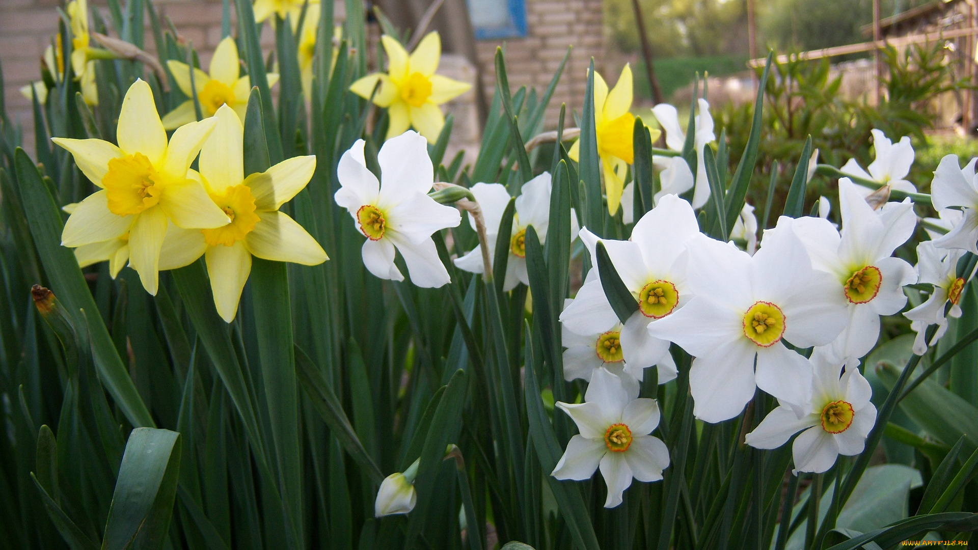 цветы, нарциссы, белые, разные, много, жёлтые