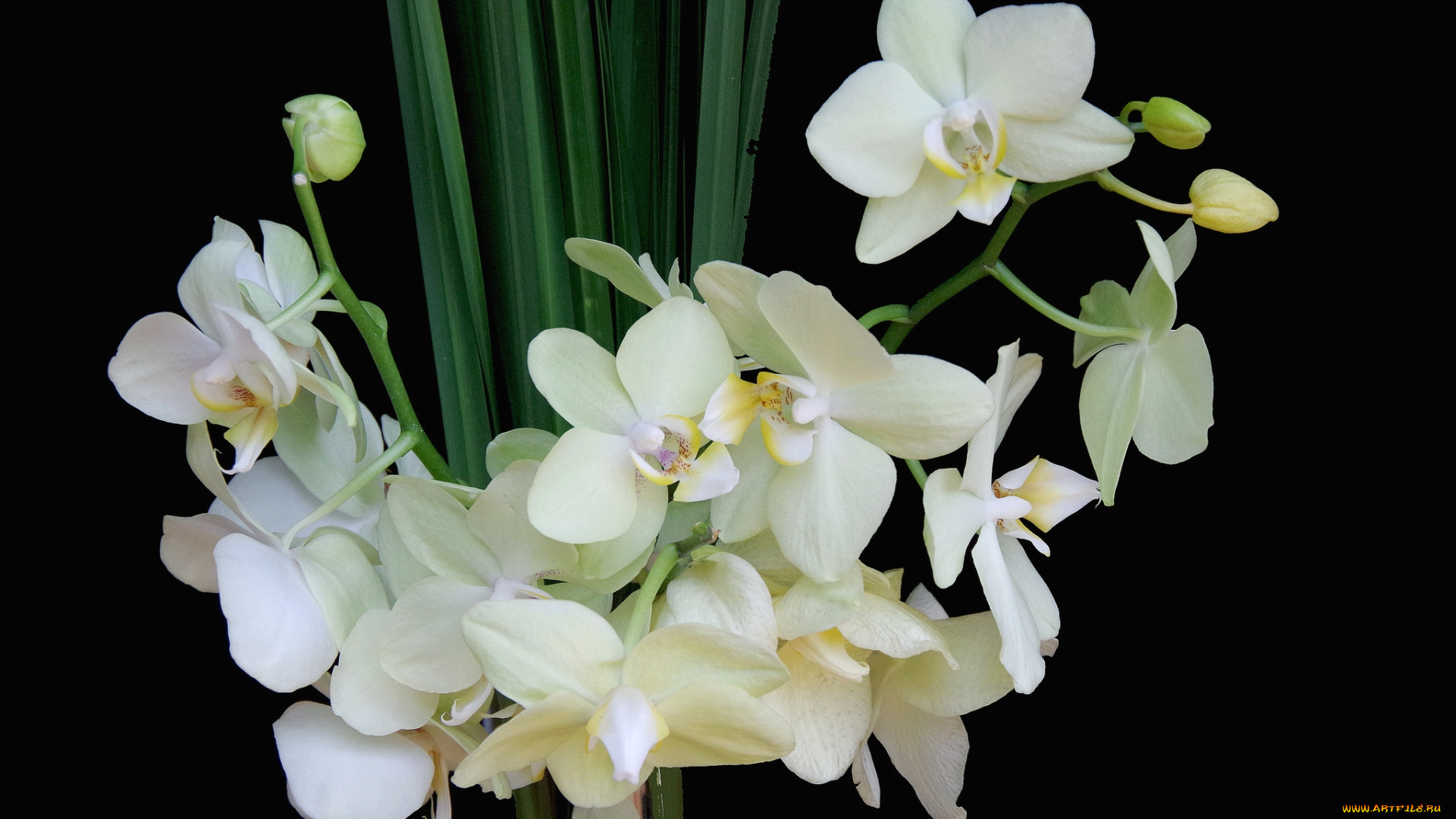 цветы, орхидеи, ветки