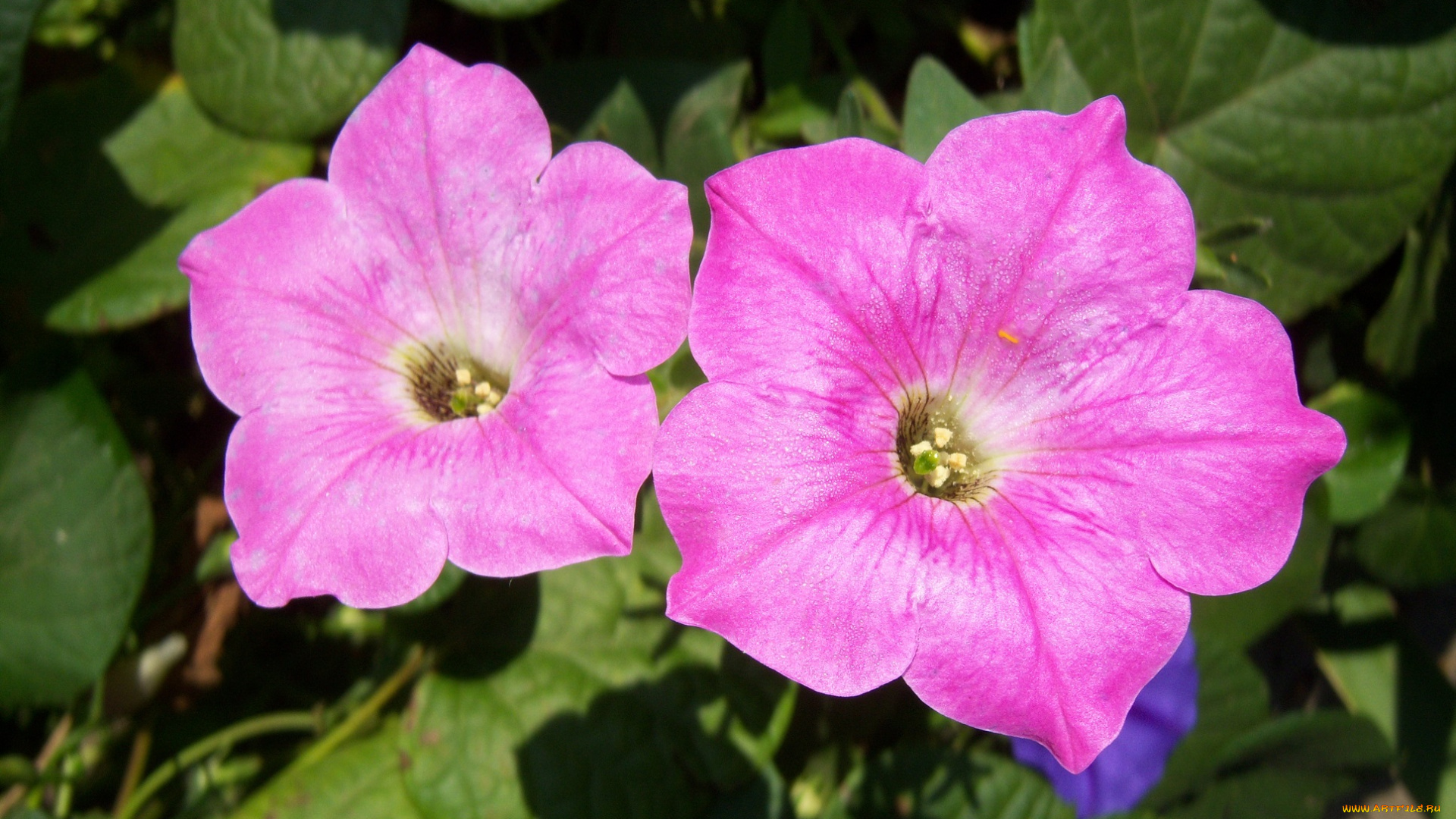 цветы, петунии, , калибрахоа, розовые, два