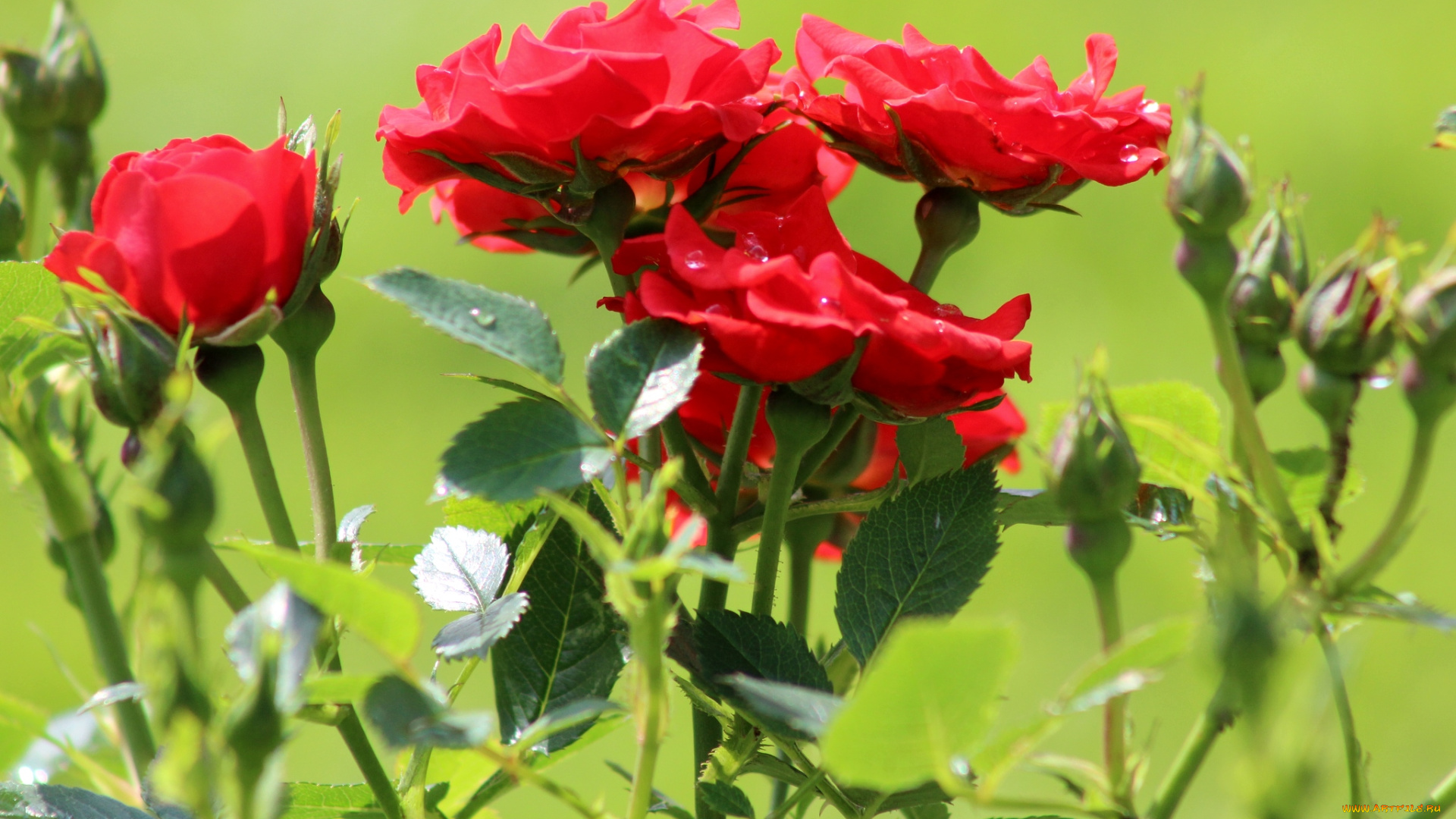 цветы, розы, куст