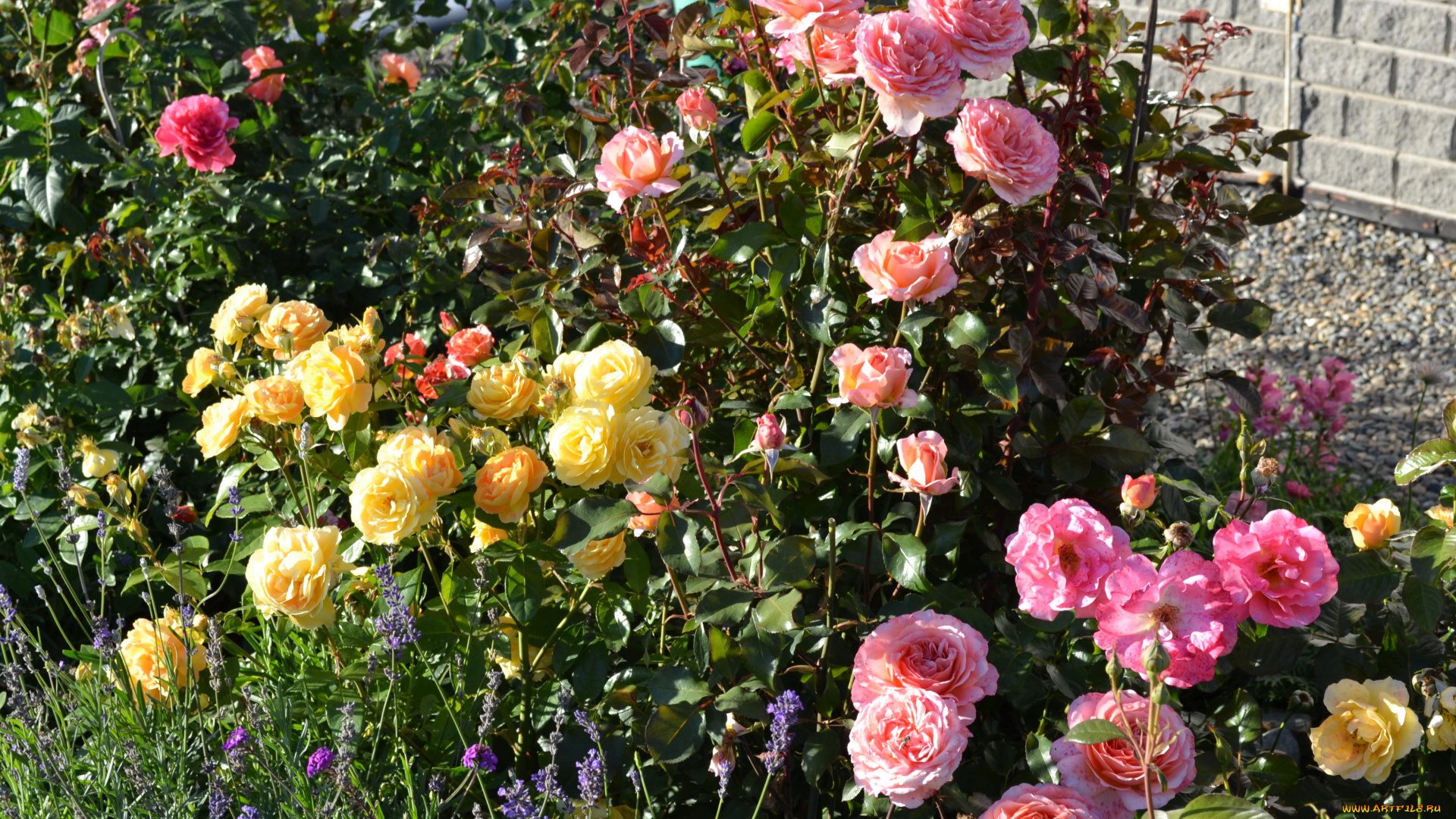 цветы, розы, кусты, сад