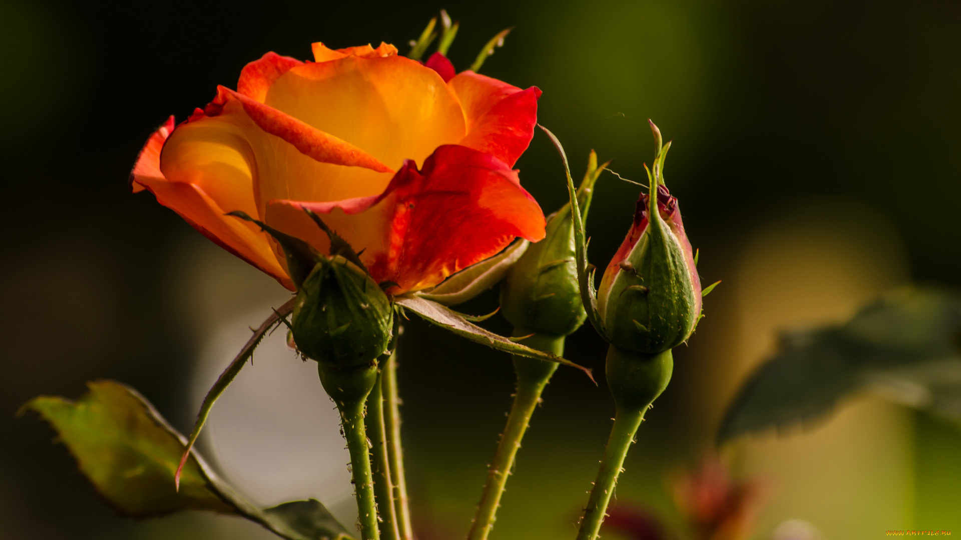 цветы, розы, лепестки, бутон, роза