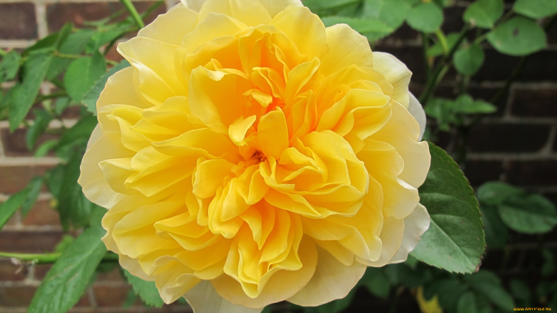 цветы, розы, роза, бутон, лепестки