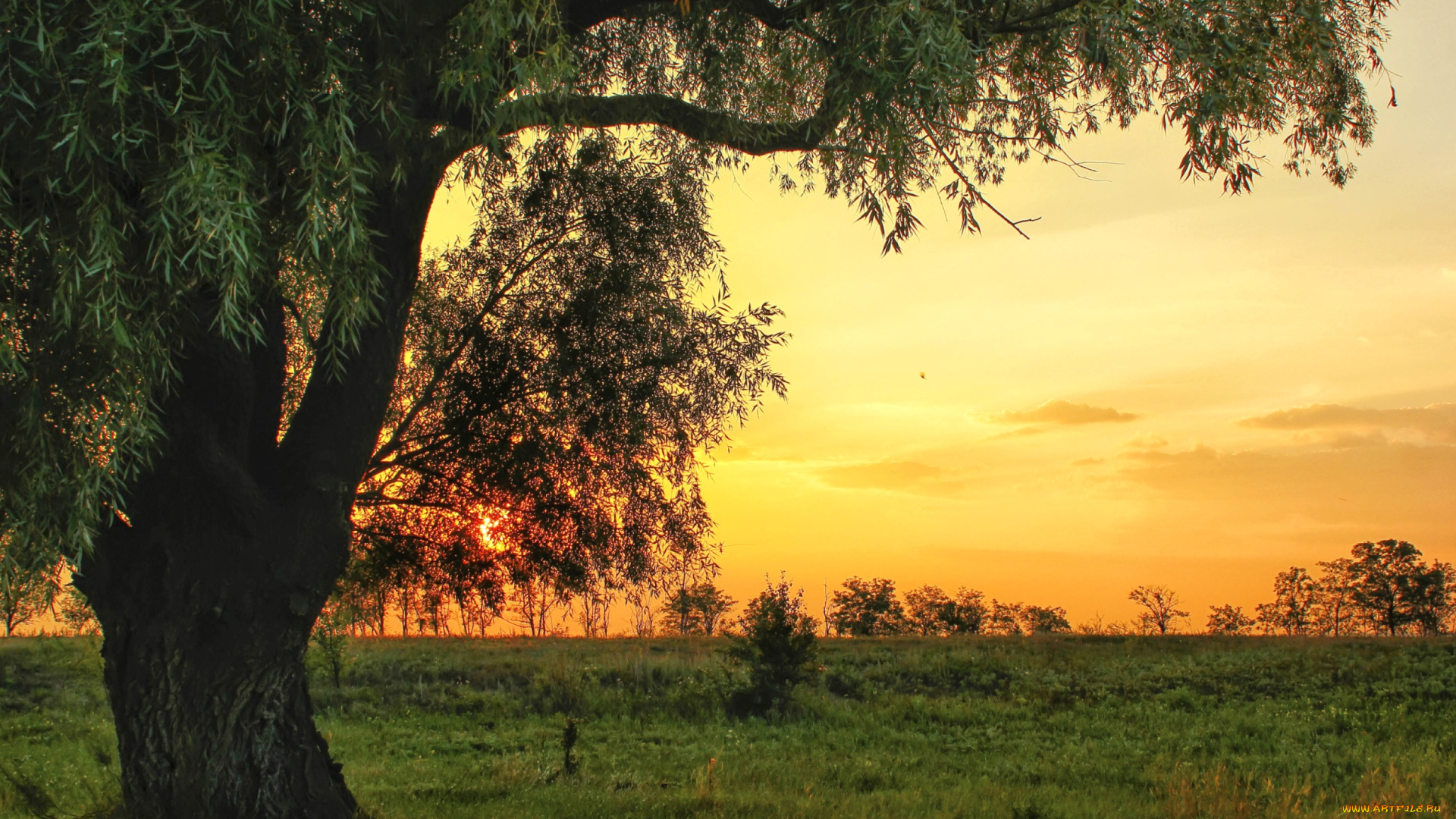 природа, деревья, дерево, вечер