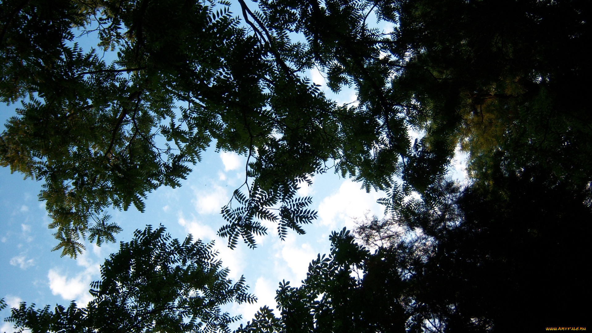 природа, листья, ветви, небо