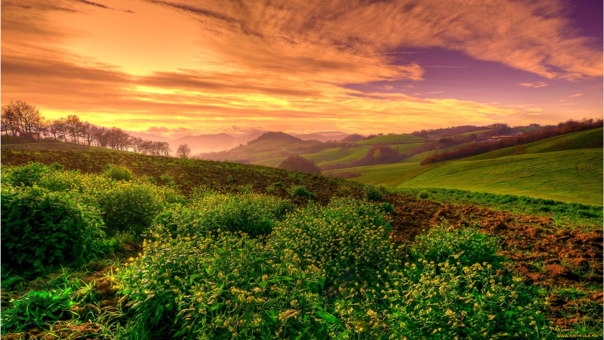 природа, поля, закат