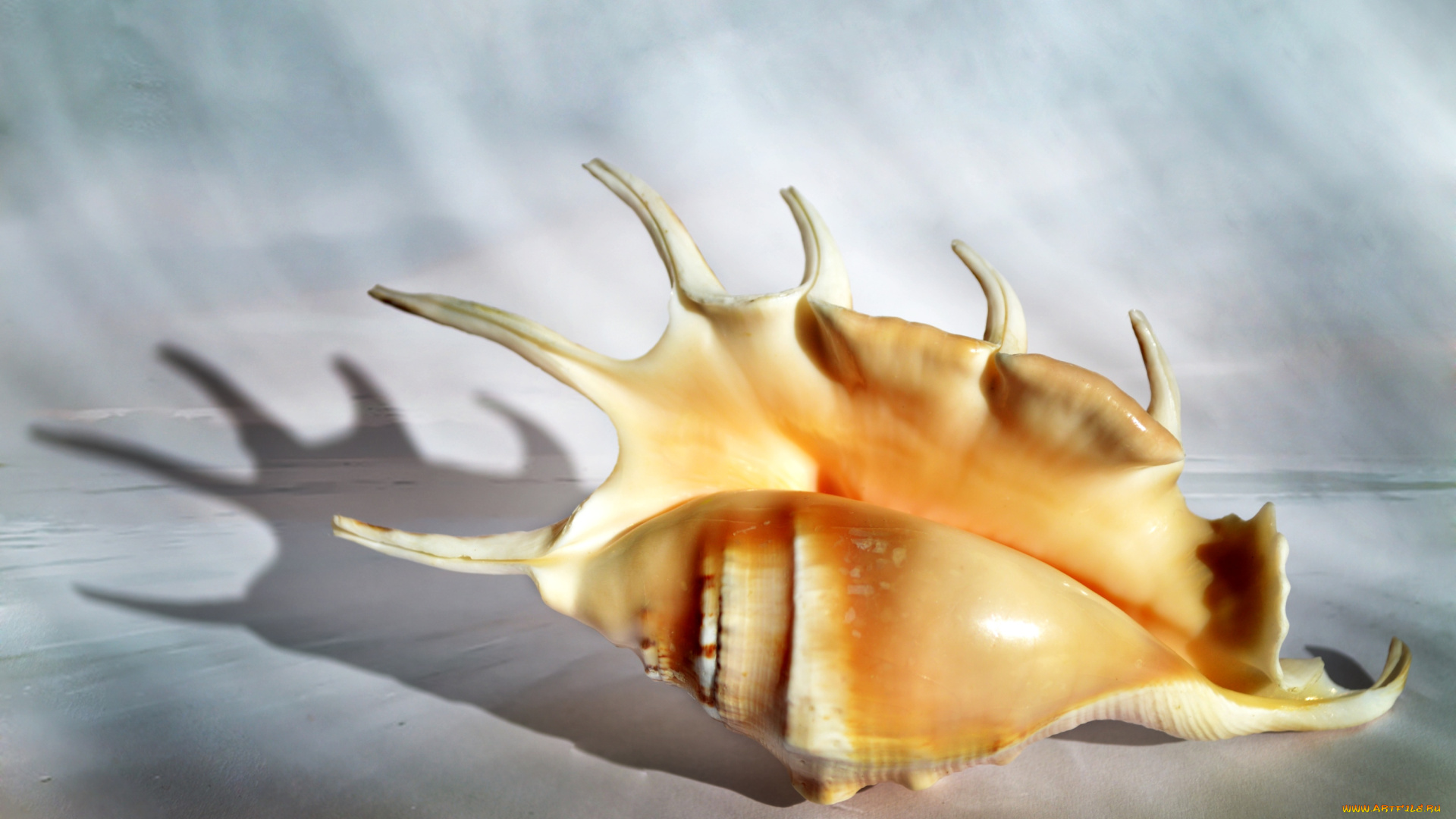 разное, ракушки, , кораллы, , декоративные, и, spa-камни, ракушка