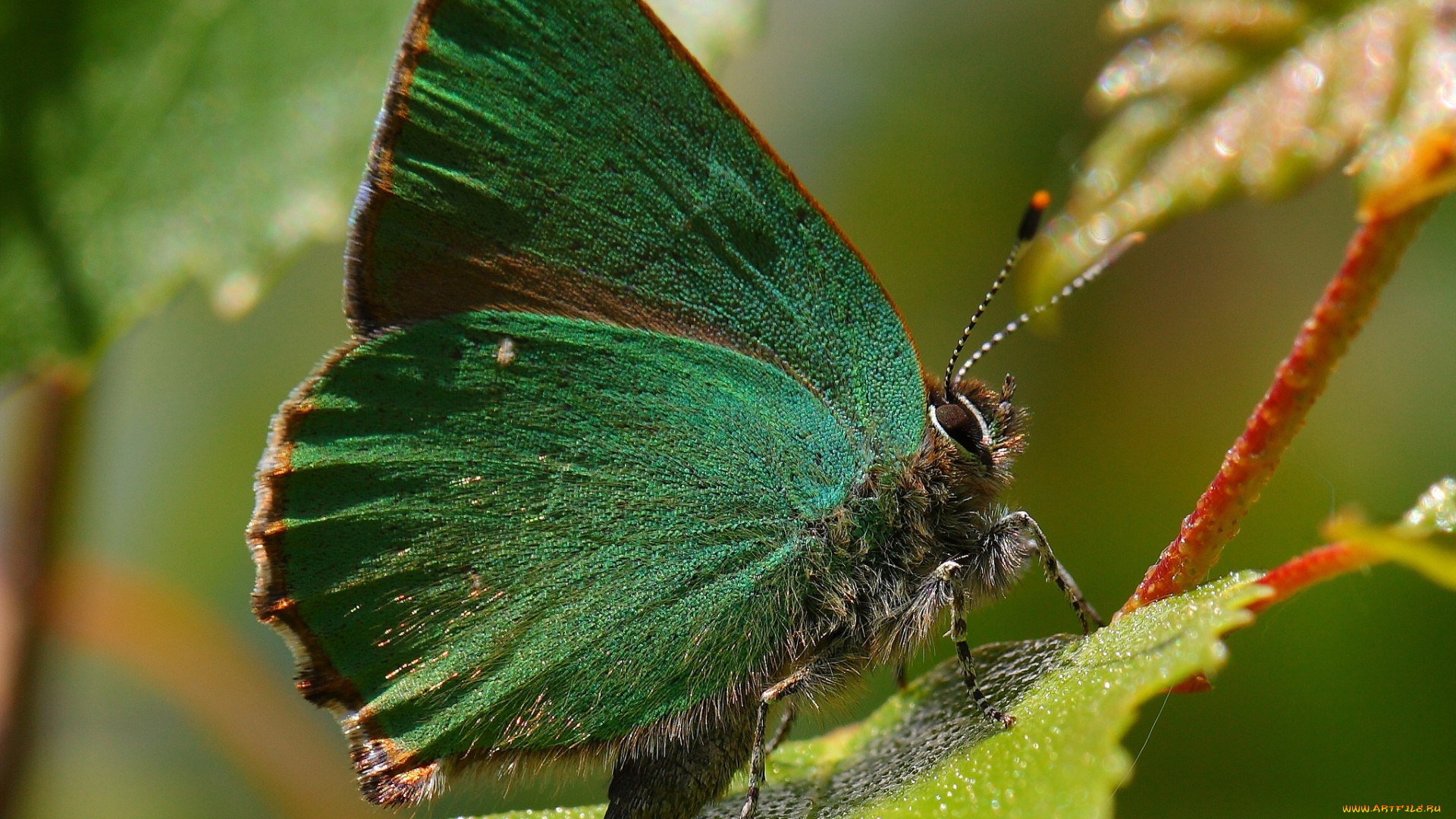 животные, бабочки, бабочка