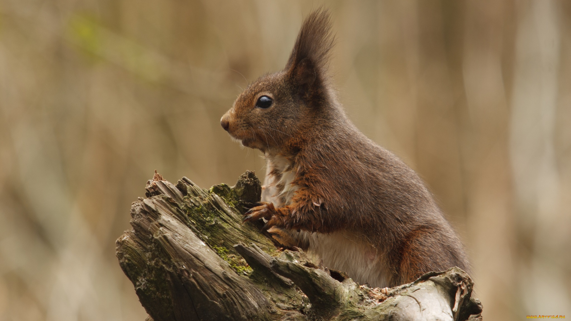 животные, белки, белка, сучок
