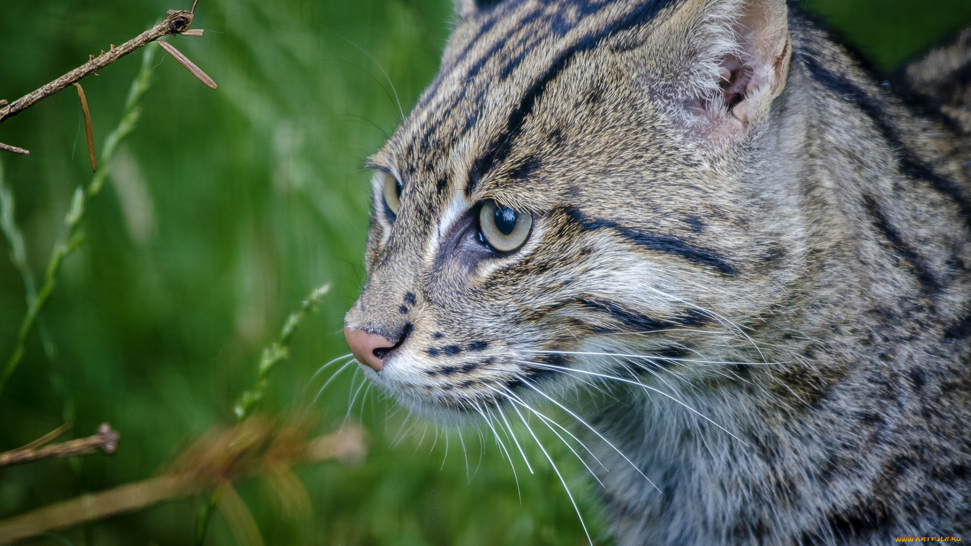 животные, дикие, кошки, кошка-рыболов