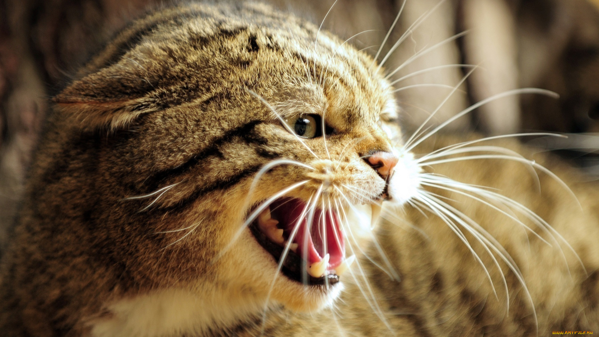 животные, дикие, кошки, злость, ярость, клыки, пасть, оскал, морда, европейский, лесной, кот