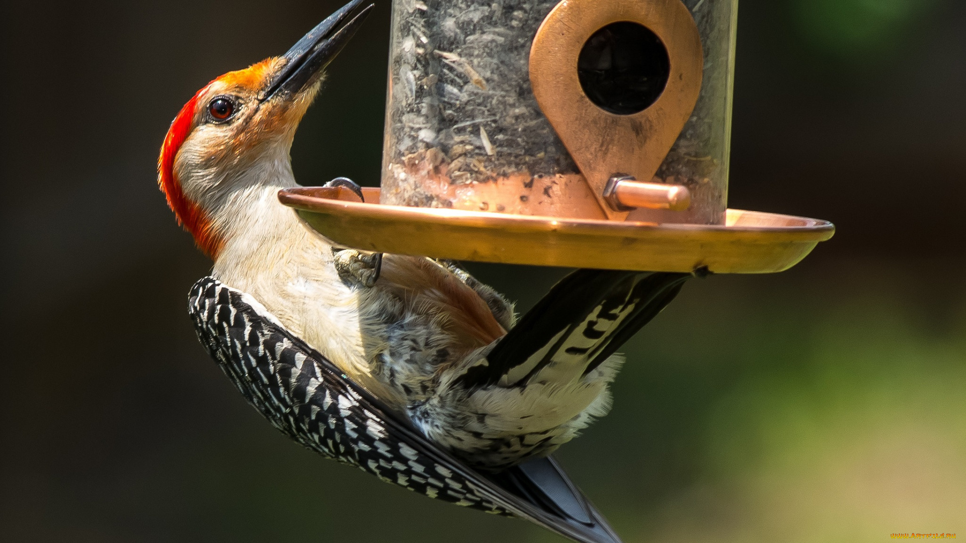 животные, дятлы, кормушка, дятел