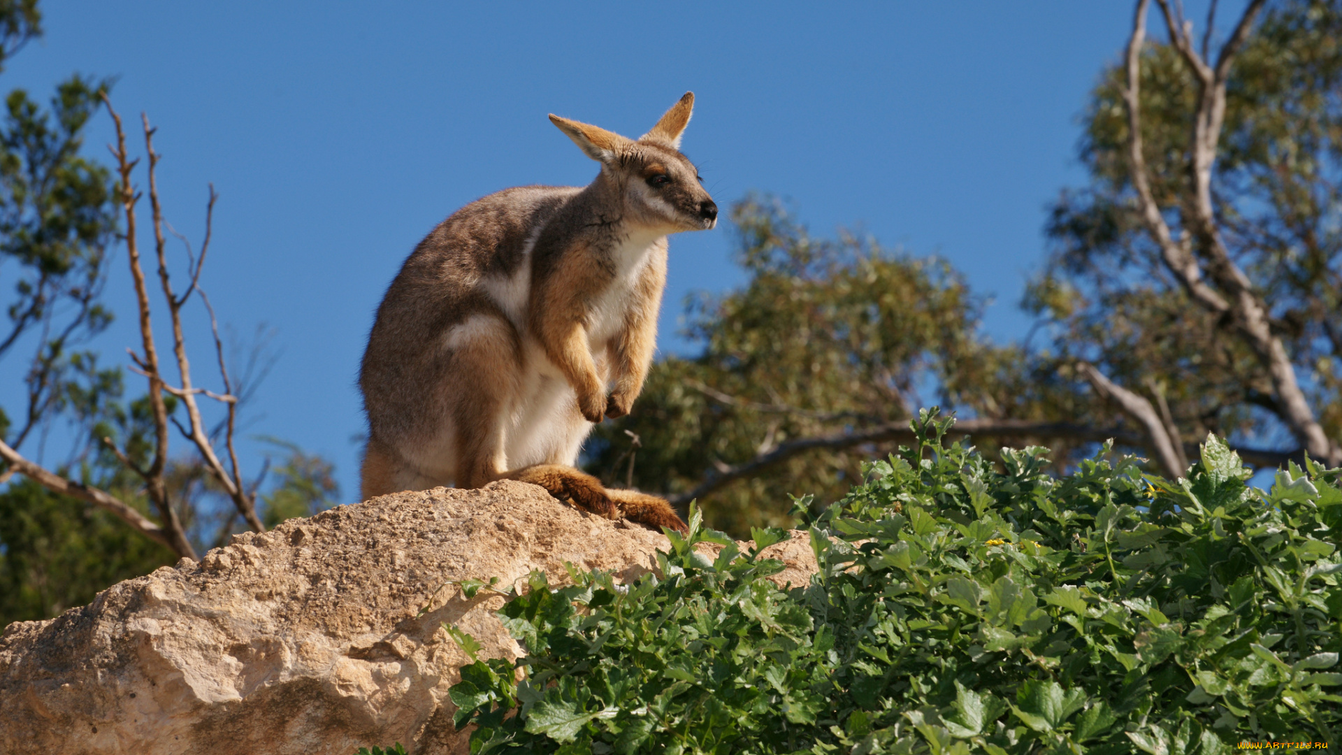 животные, кенгуру, камень