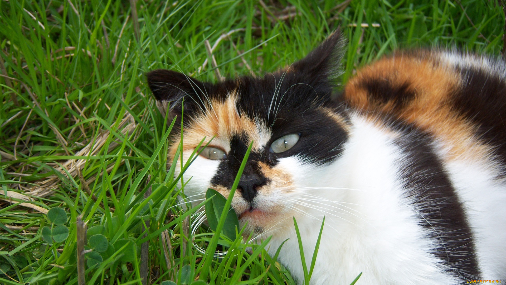 животные, коты, кошка