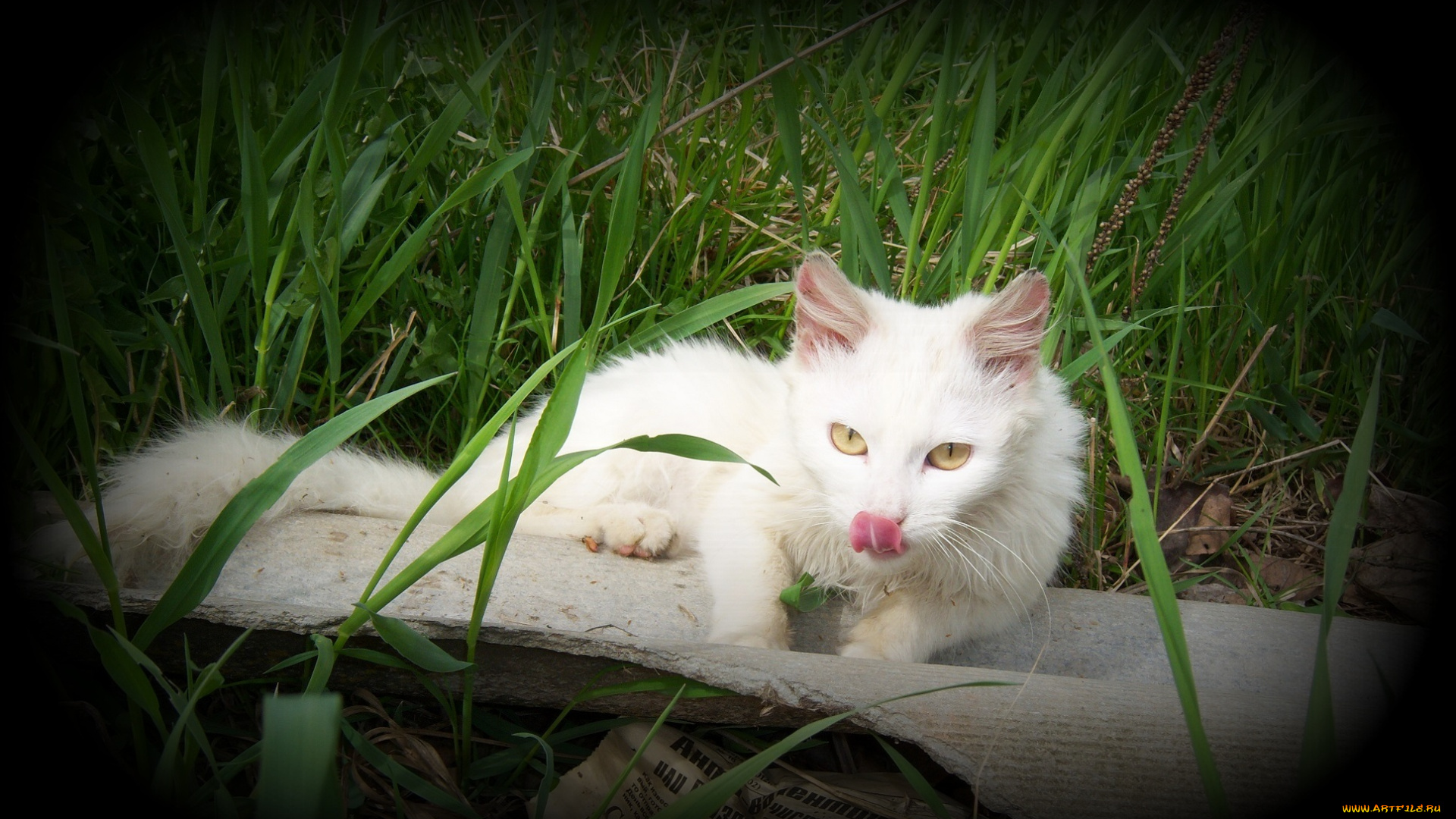 животные, коты, кошка, белая, травка