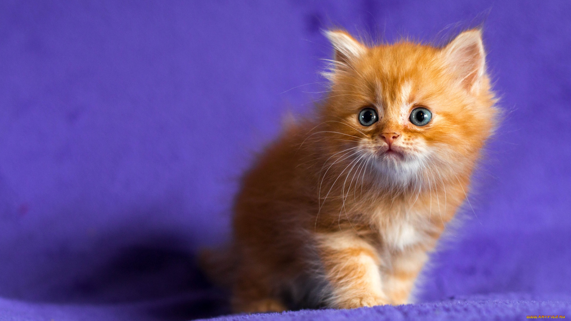 животные, коты, рыжий