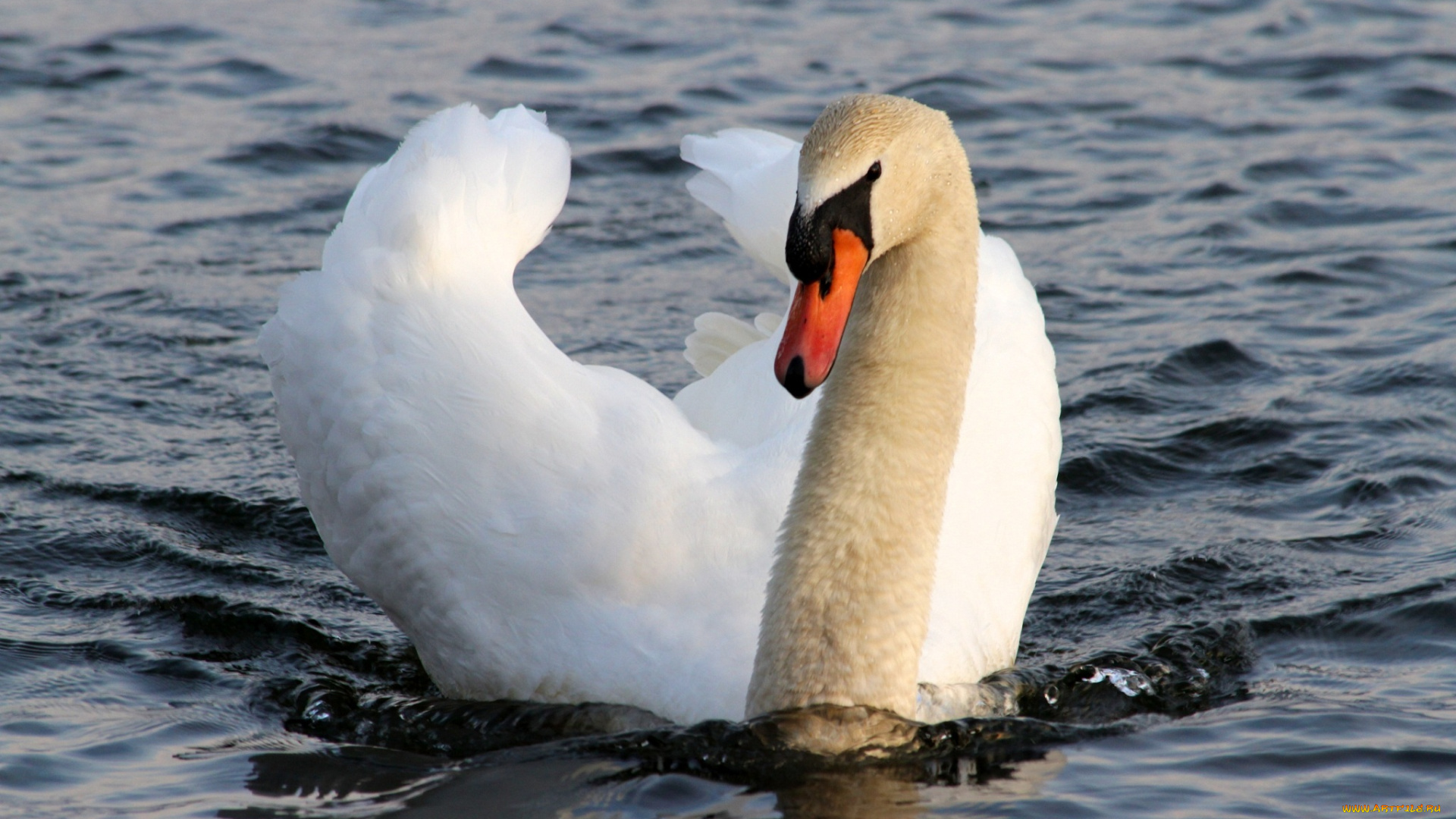 животные, лебеди, вода, лебедь, белый, грация