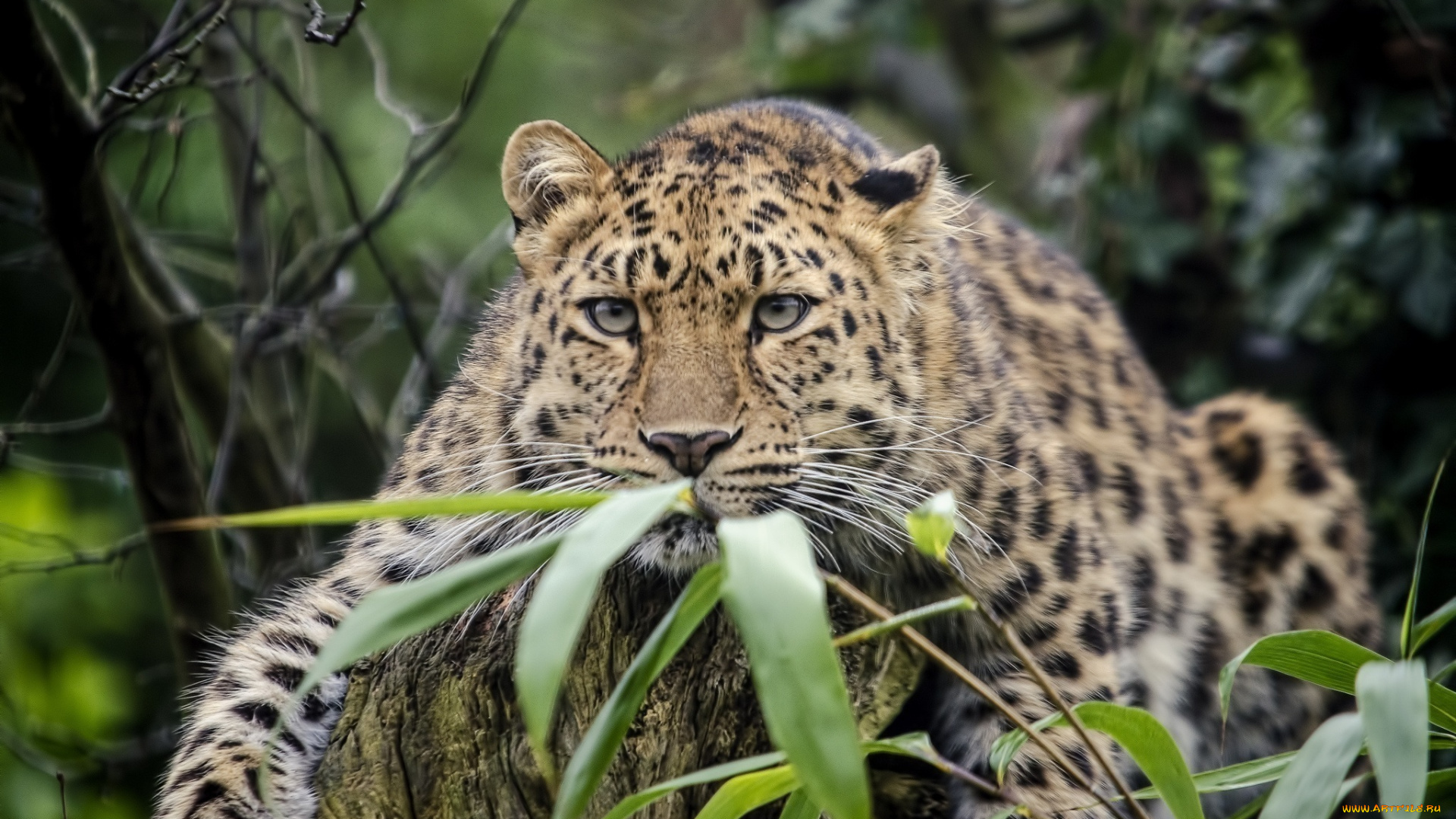 животные, леопарды, амурский, леопард, отдых