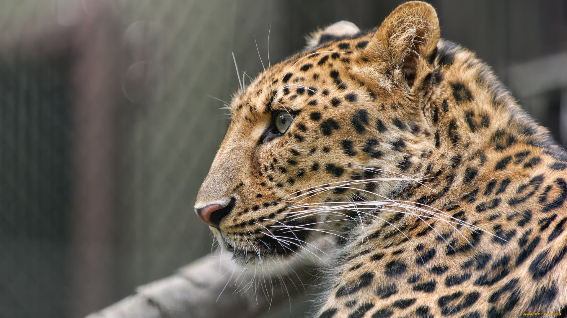 животные, леопарды, морда, амурский, леопард, профиль