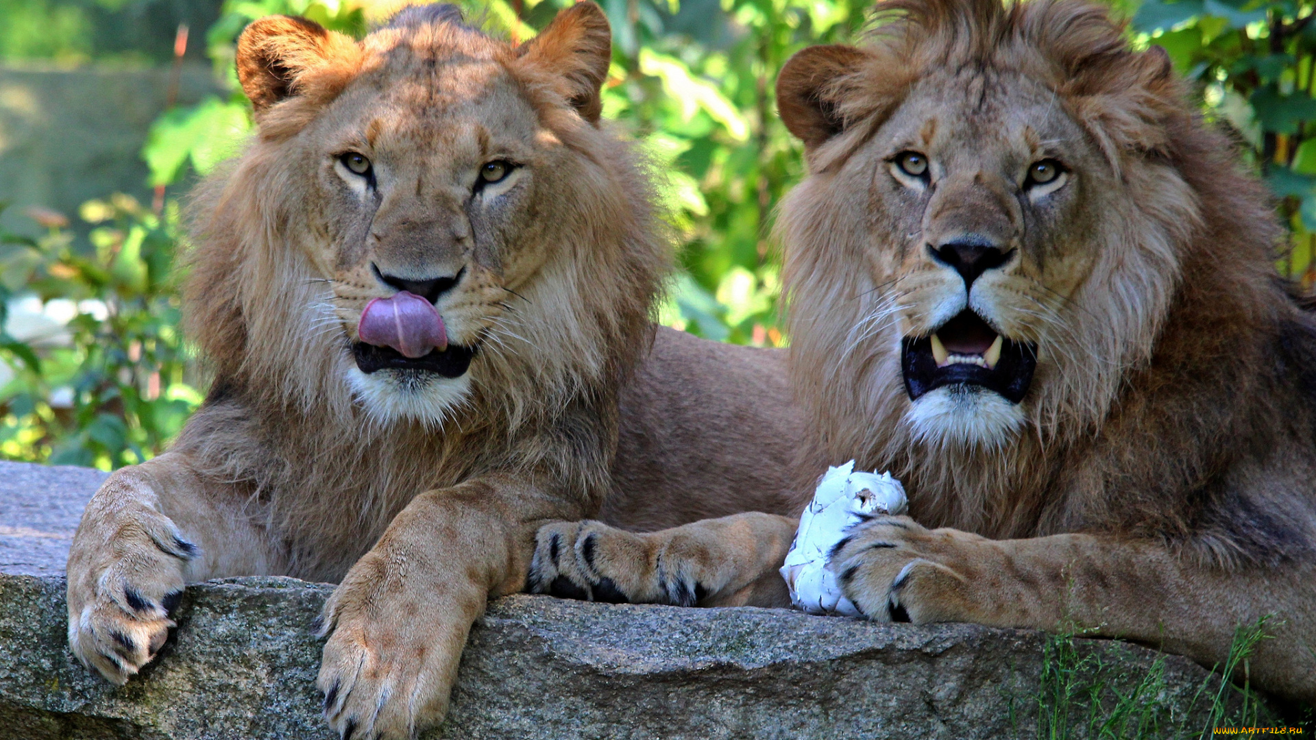 животные, львы, морды