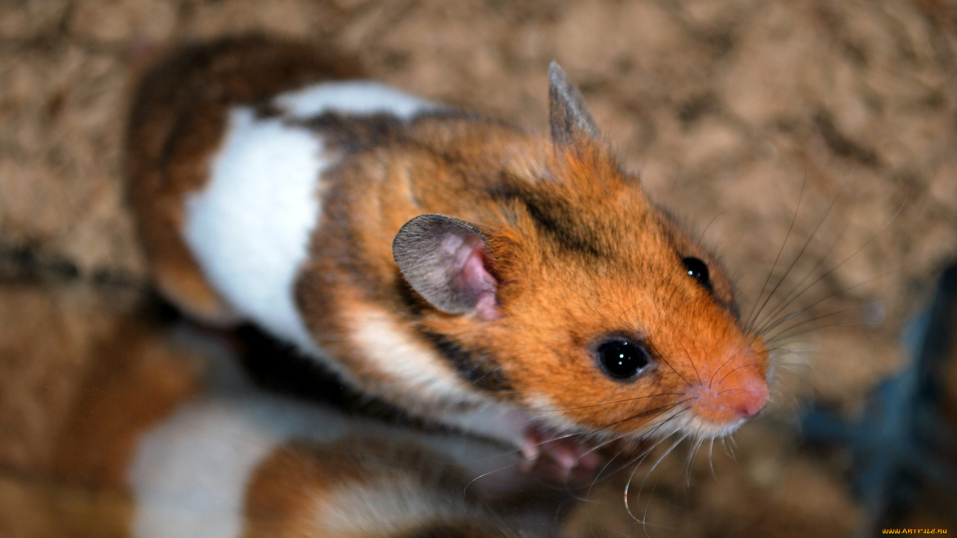 животные, морские, свинки, , хомяки, хомячок