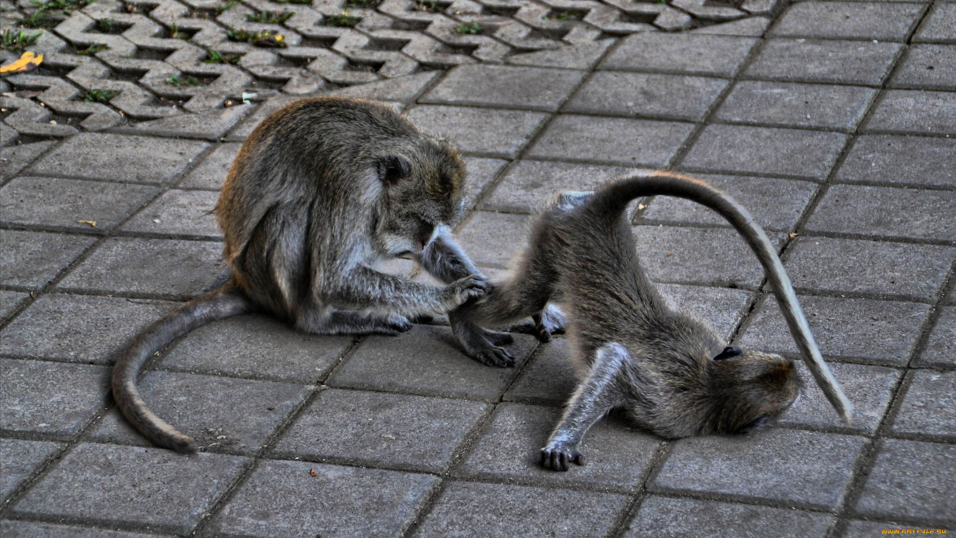 животные, обезьяны, тротуар