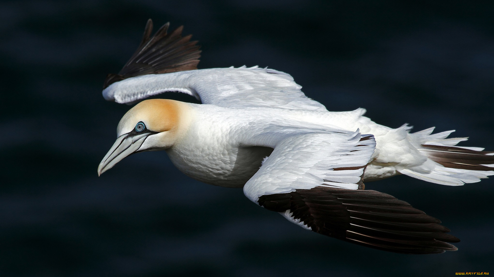 животные, олуши, полет, птица