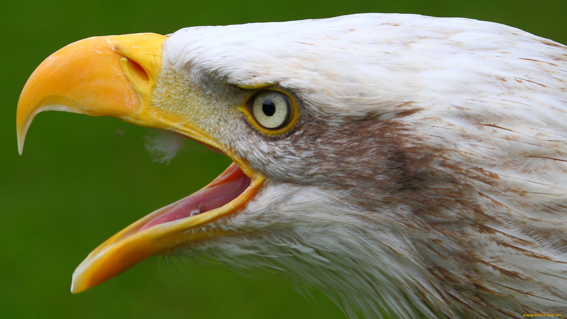 животные, птицы, -, хищники, клюв, белоголовый, орлан