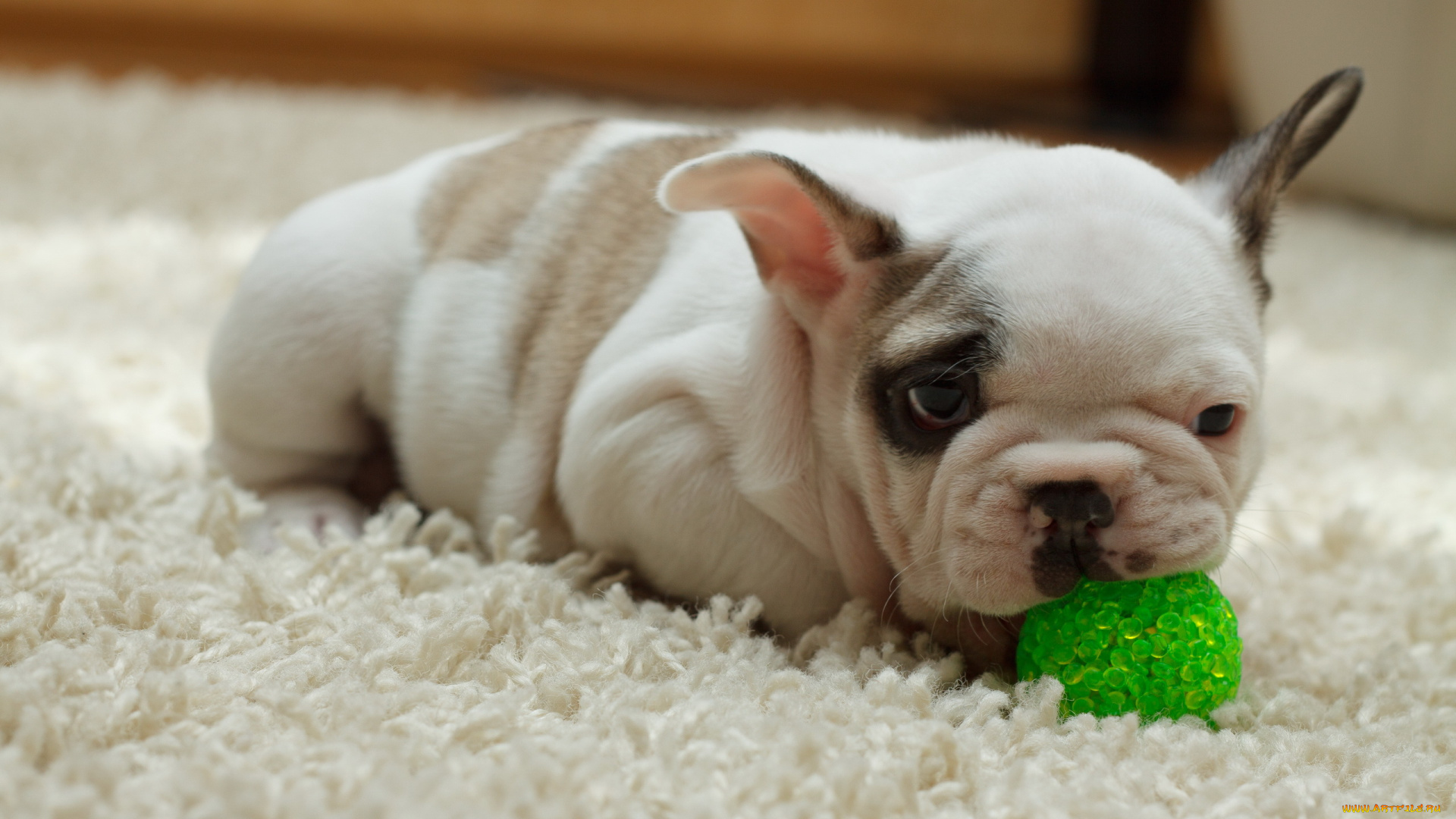 животные, собаки, дом, щенок