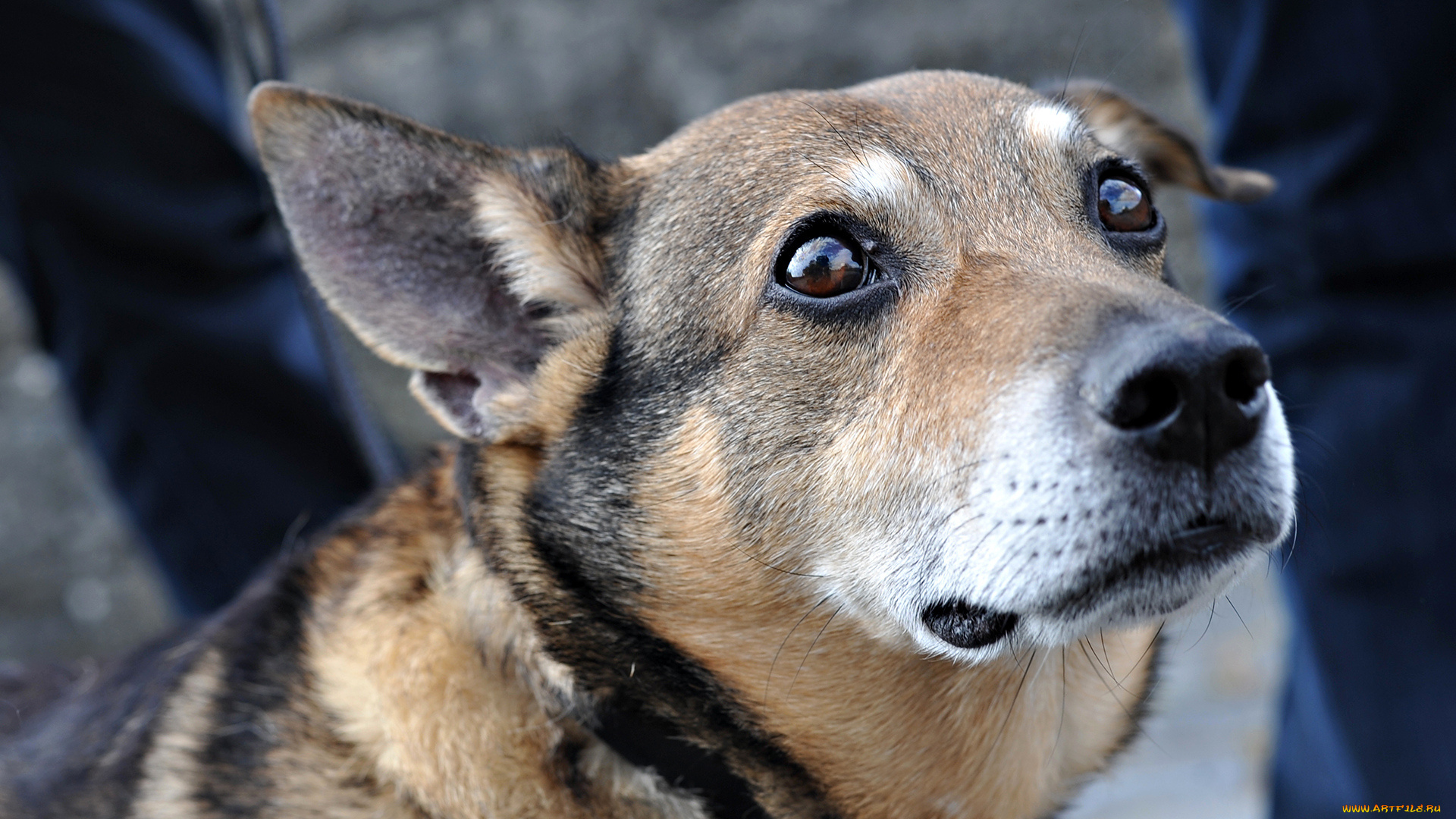 животные, собаки, грусть, взгляд